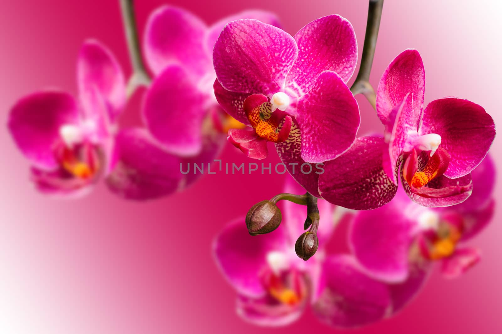 Dark purple orchids on blurred gradient background with copy-space