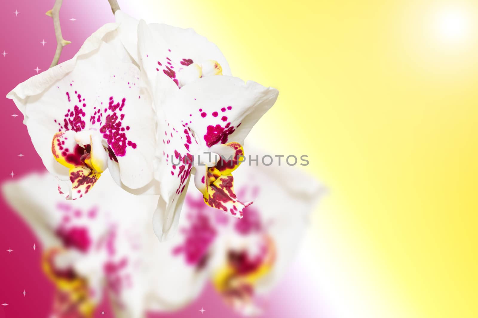 Purple white spotted orchid flowers on gradient blurred background with free copy-space area