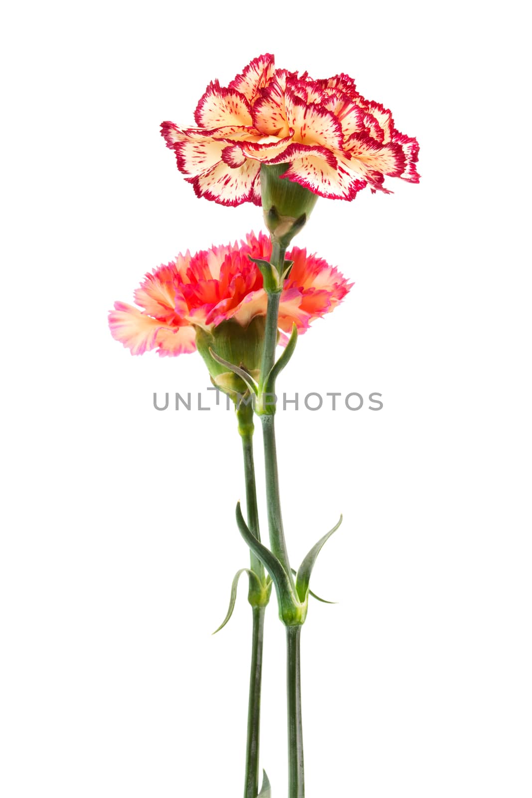 Beautiful two carnation on a white background
