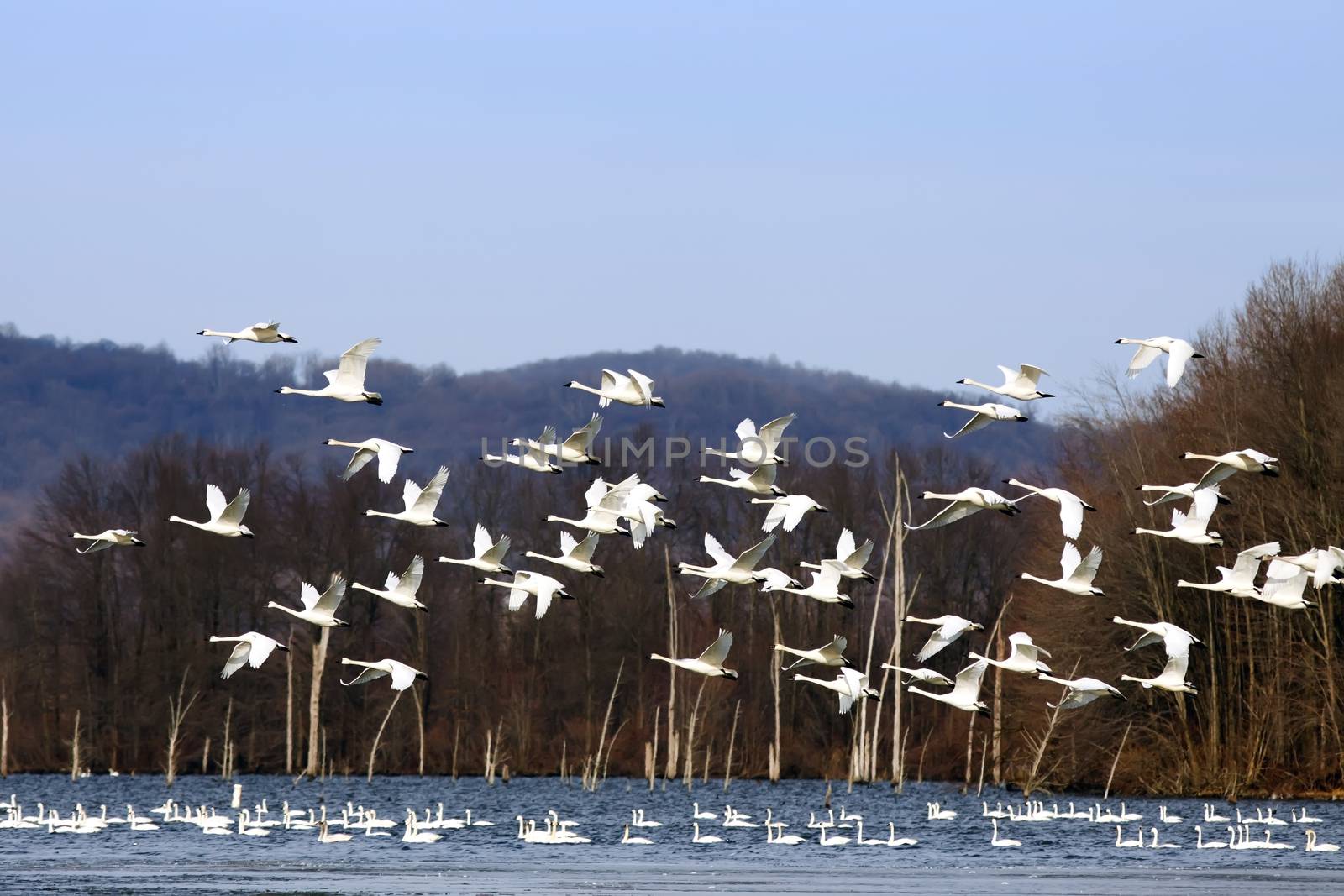 Tundra Swans Flying From Lake by DelmasLehman