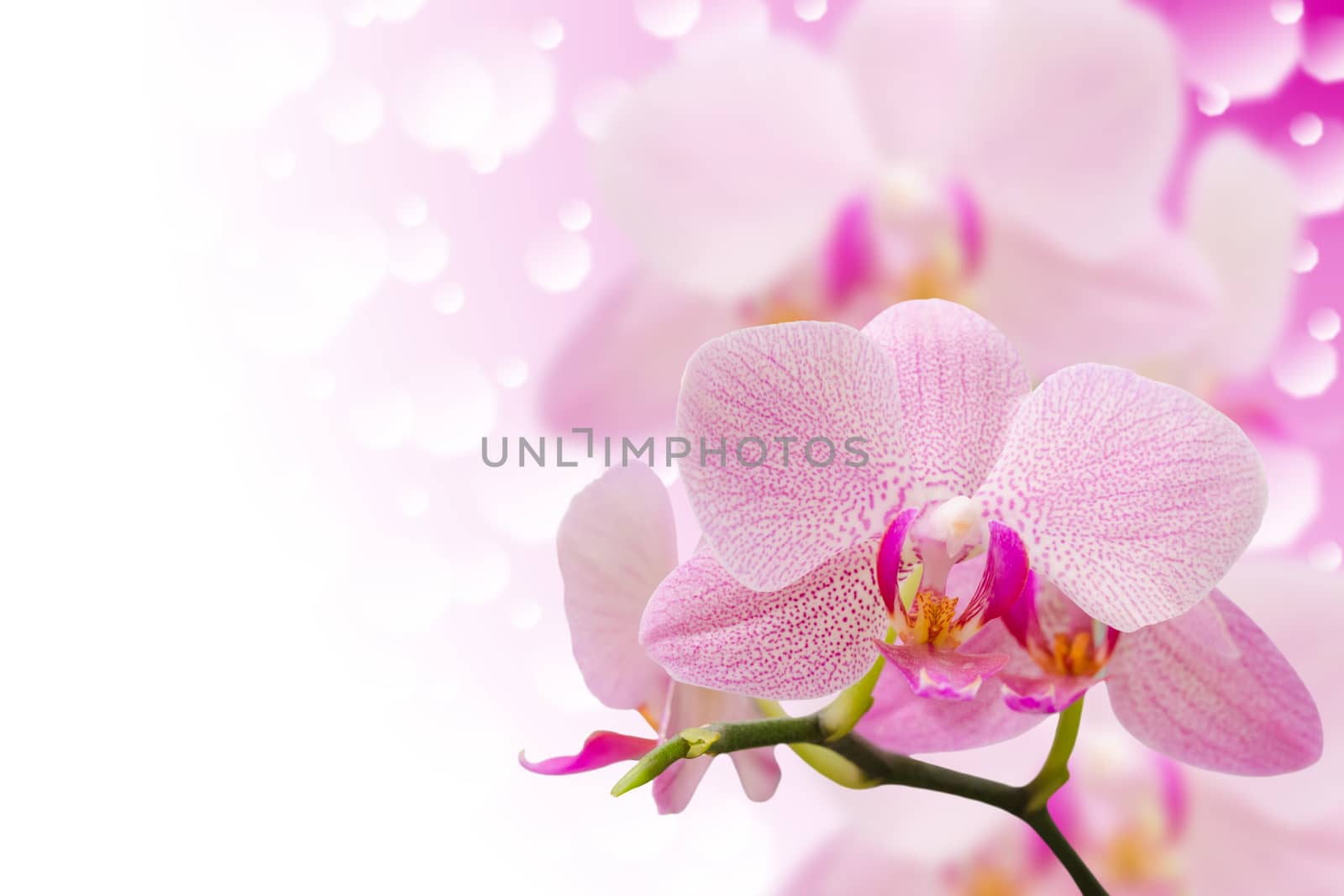 Pastel colored spotted orchid flowers on blurred bokeh background with free copy-space place