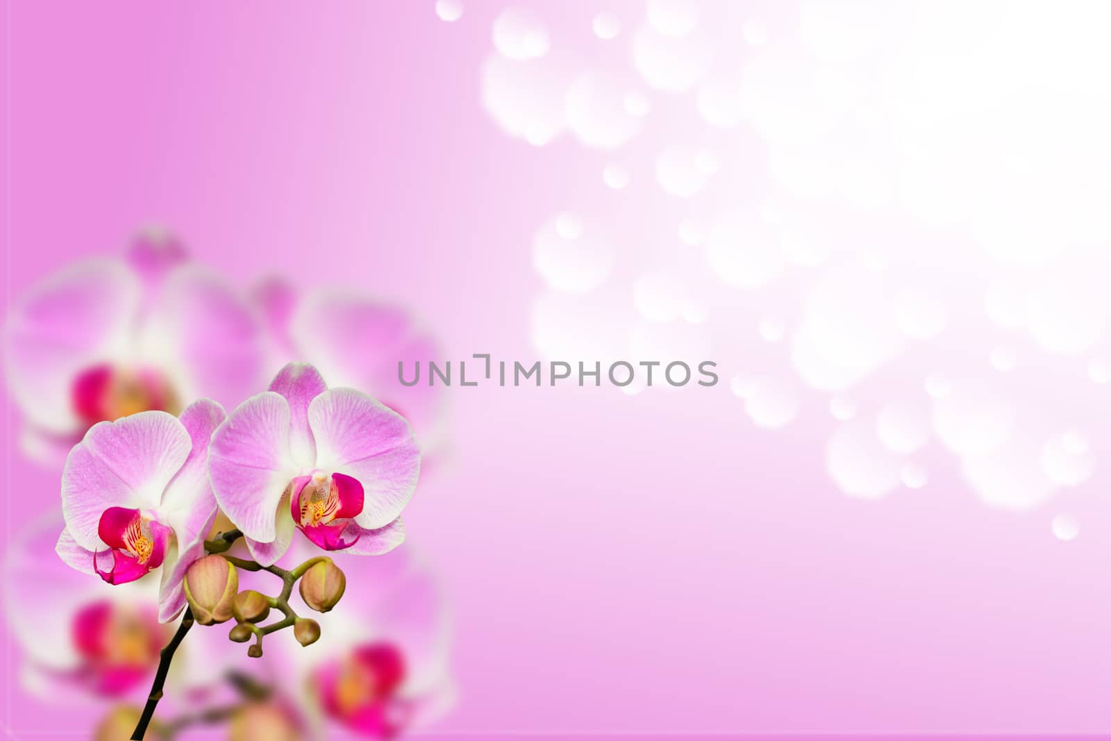 Small branch of gentle orchids on gradient bokeh background with free place for your text