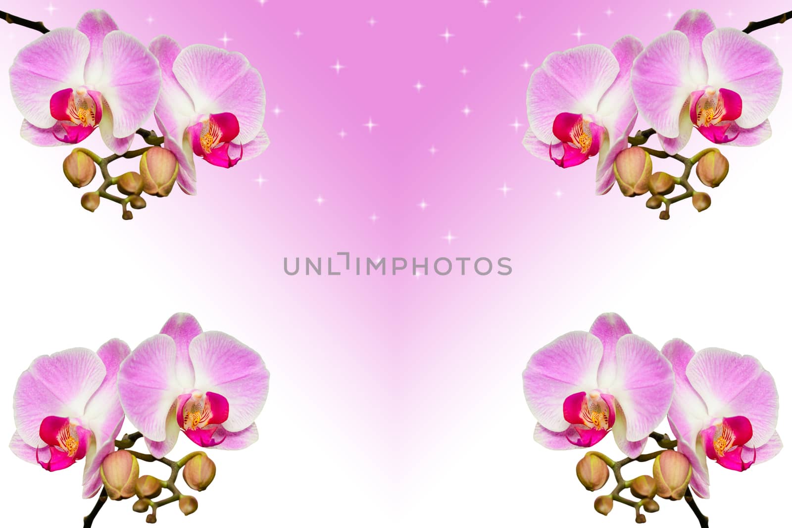 Branches of beautiful violet orchids on gradient background with copy-space