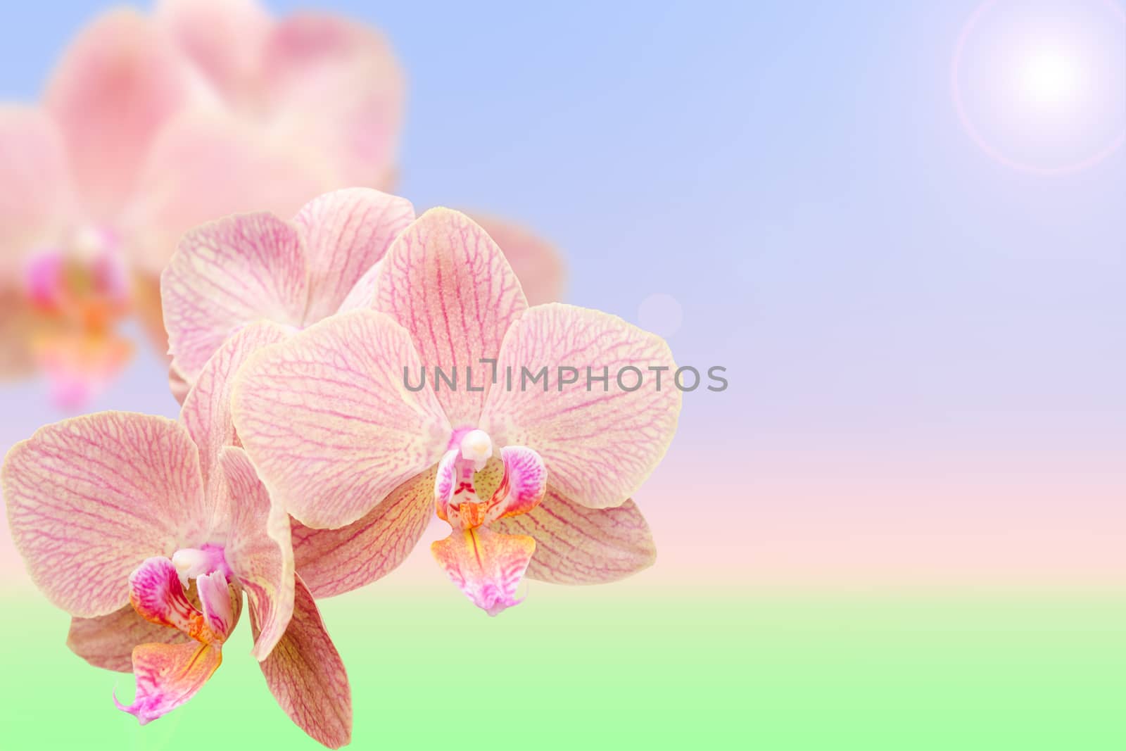 Spring flowering exotic pink orchids on morning blurred background with free copy-space place for your text