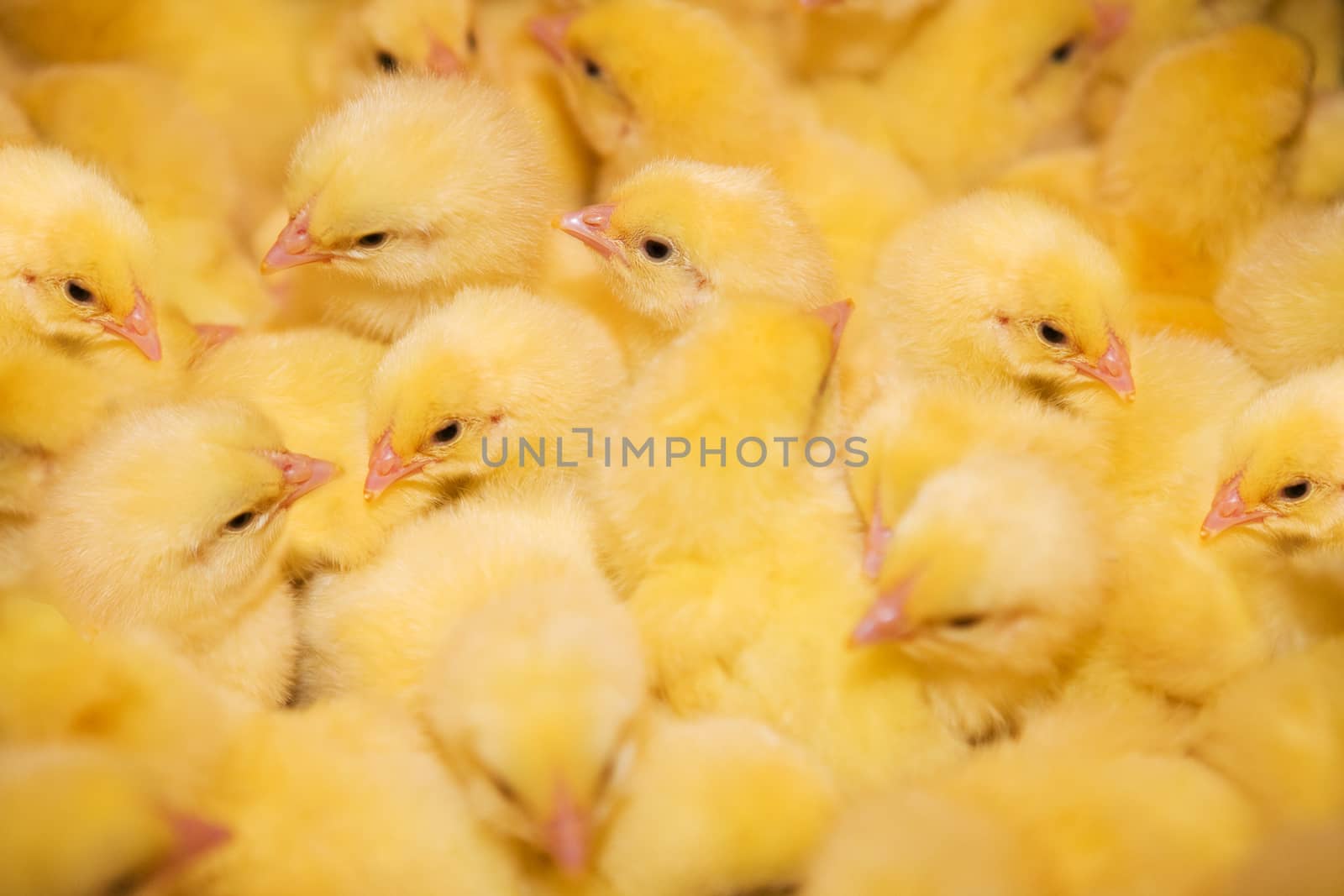Yellow chickens on a modern poultry farm