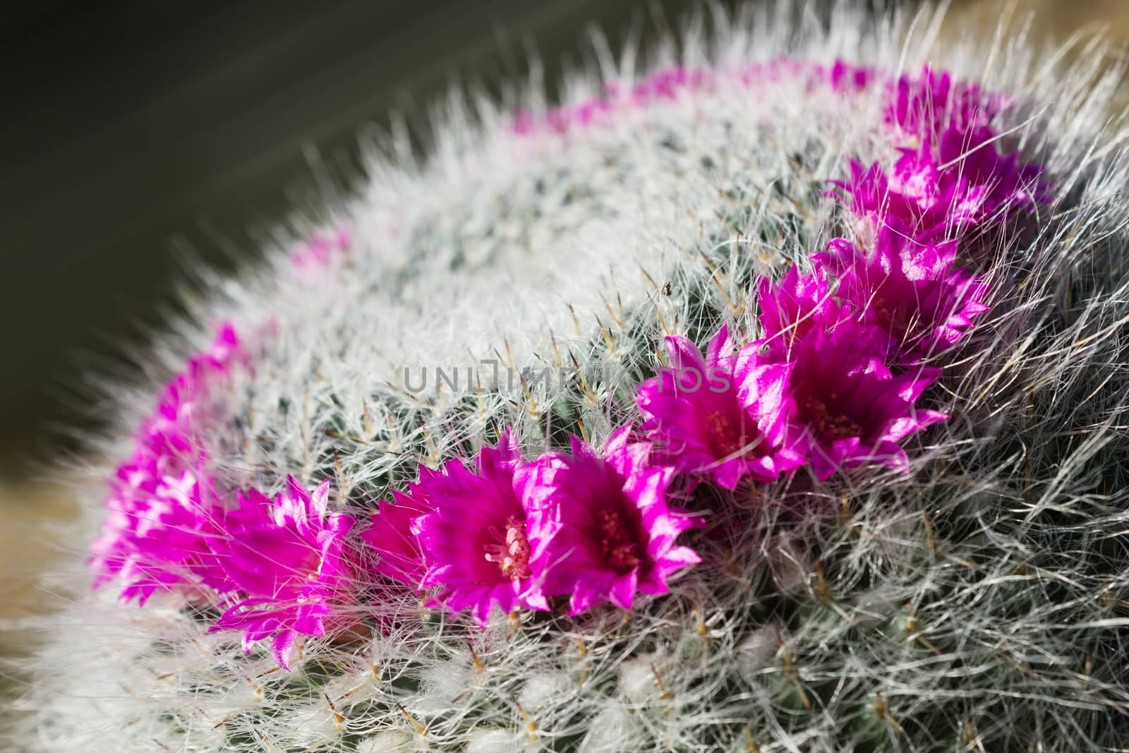 Bright flowers of a cactus in home Mammillaria