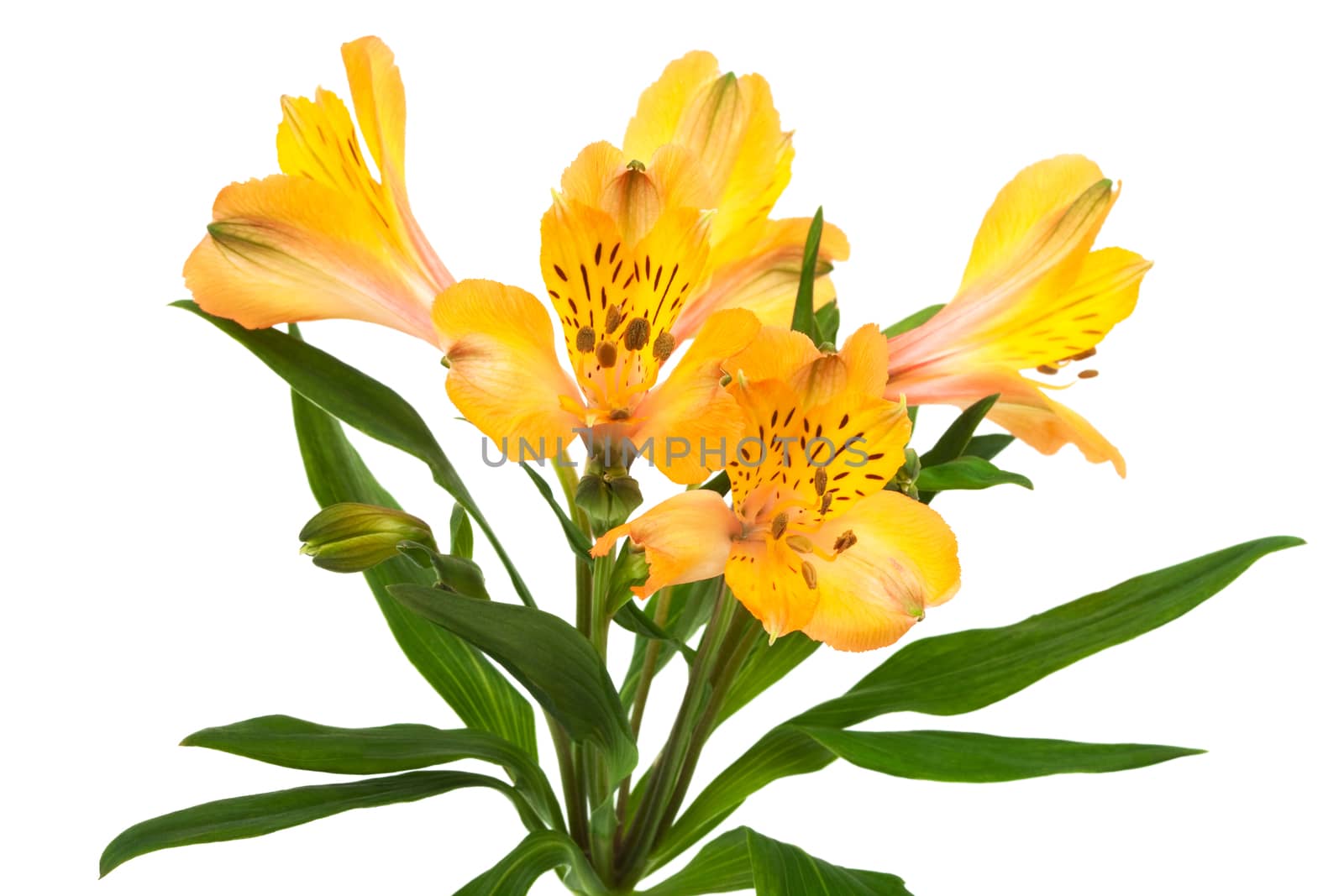 Beautiful orange alstroemeria on a white background