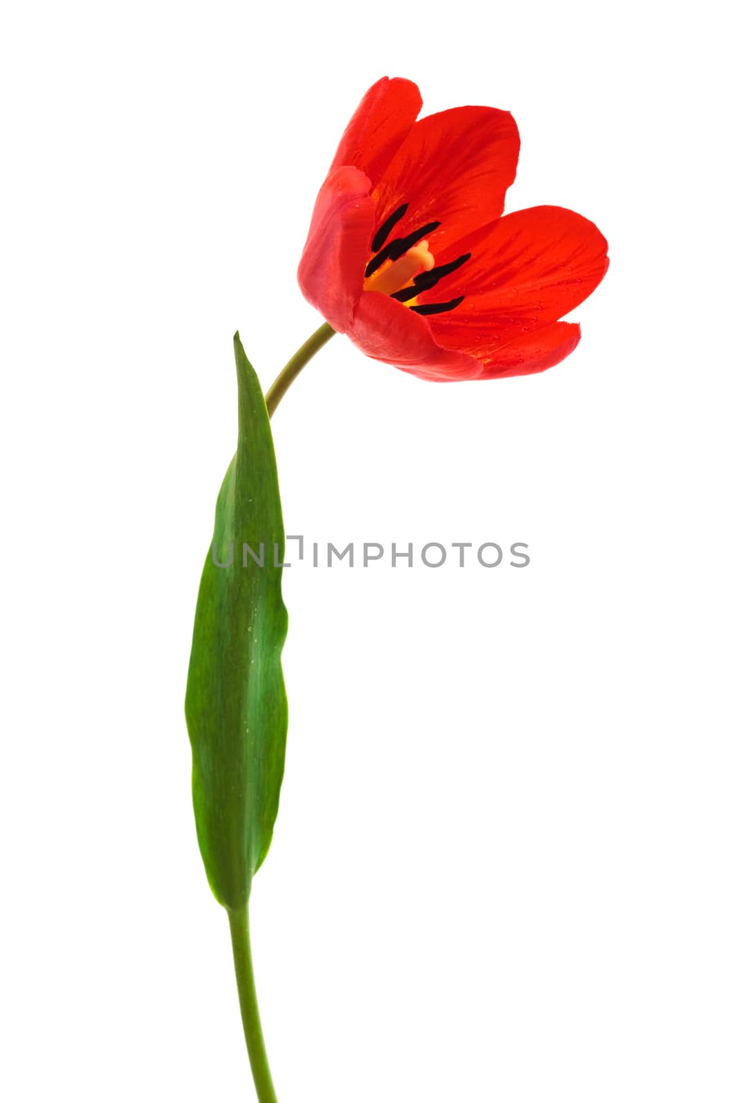 beautiful red tulip on a white background