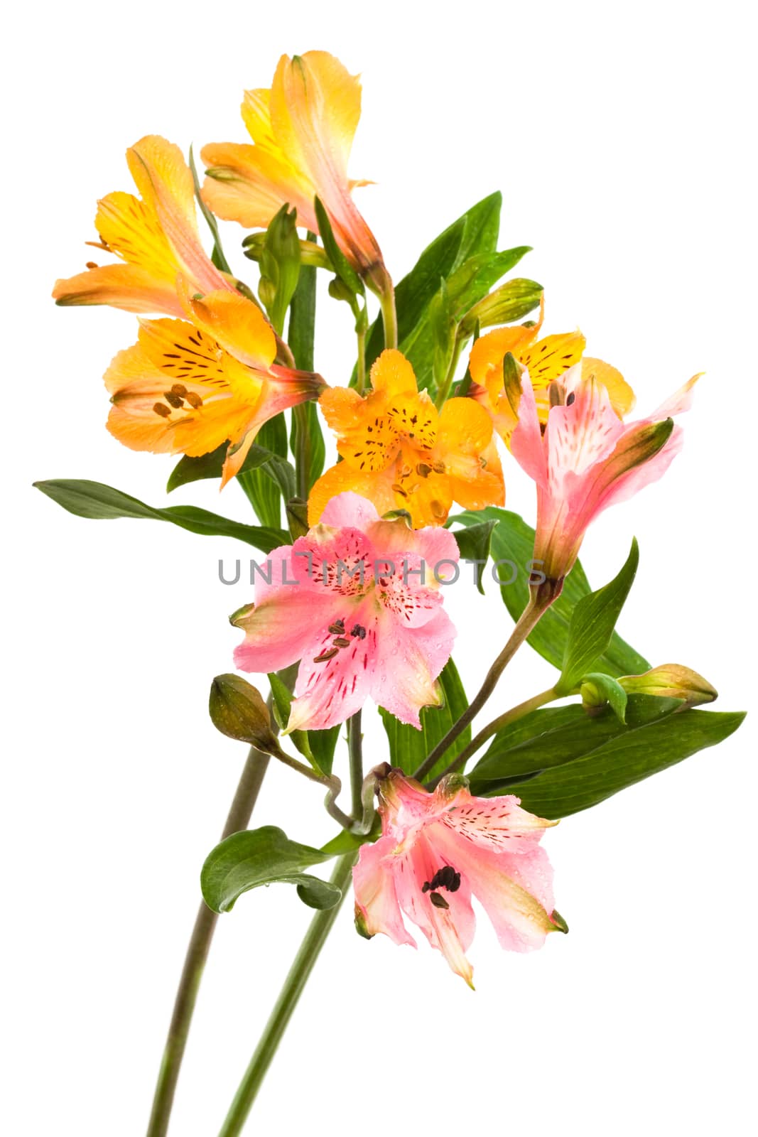 orange and pink alstroemeria on a white background