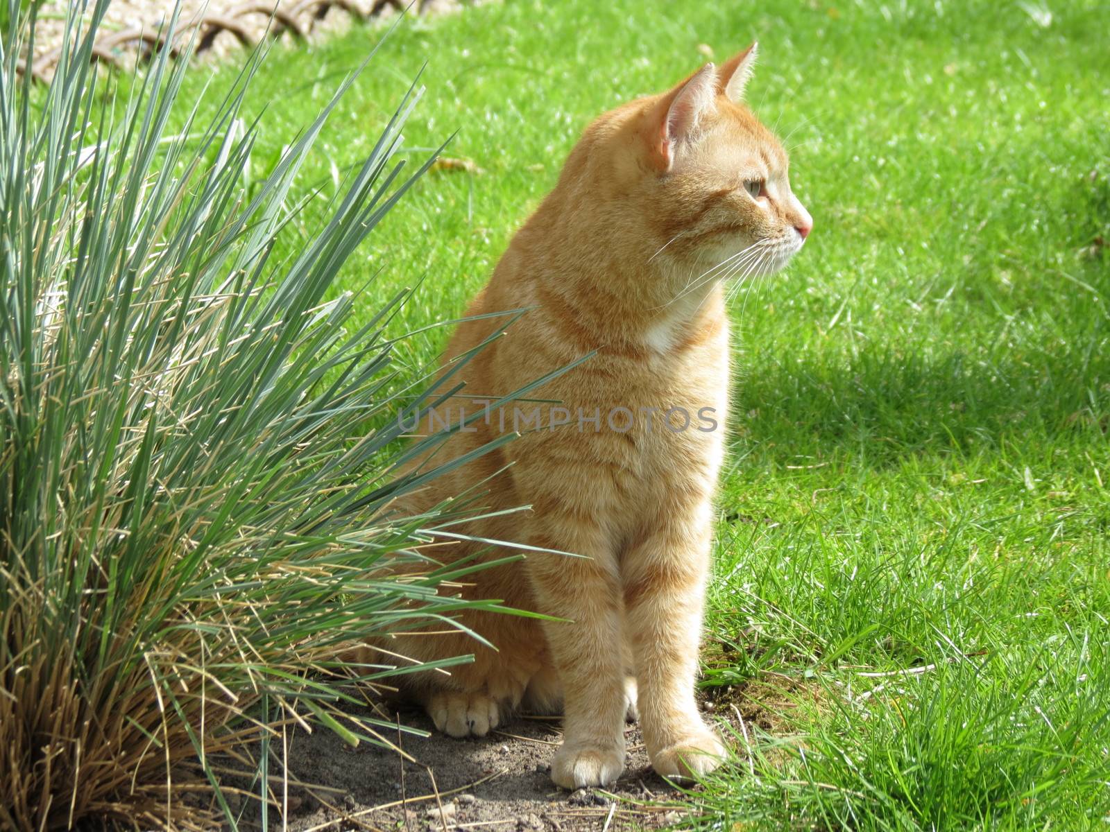 a cute red or orange tabby cat