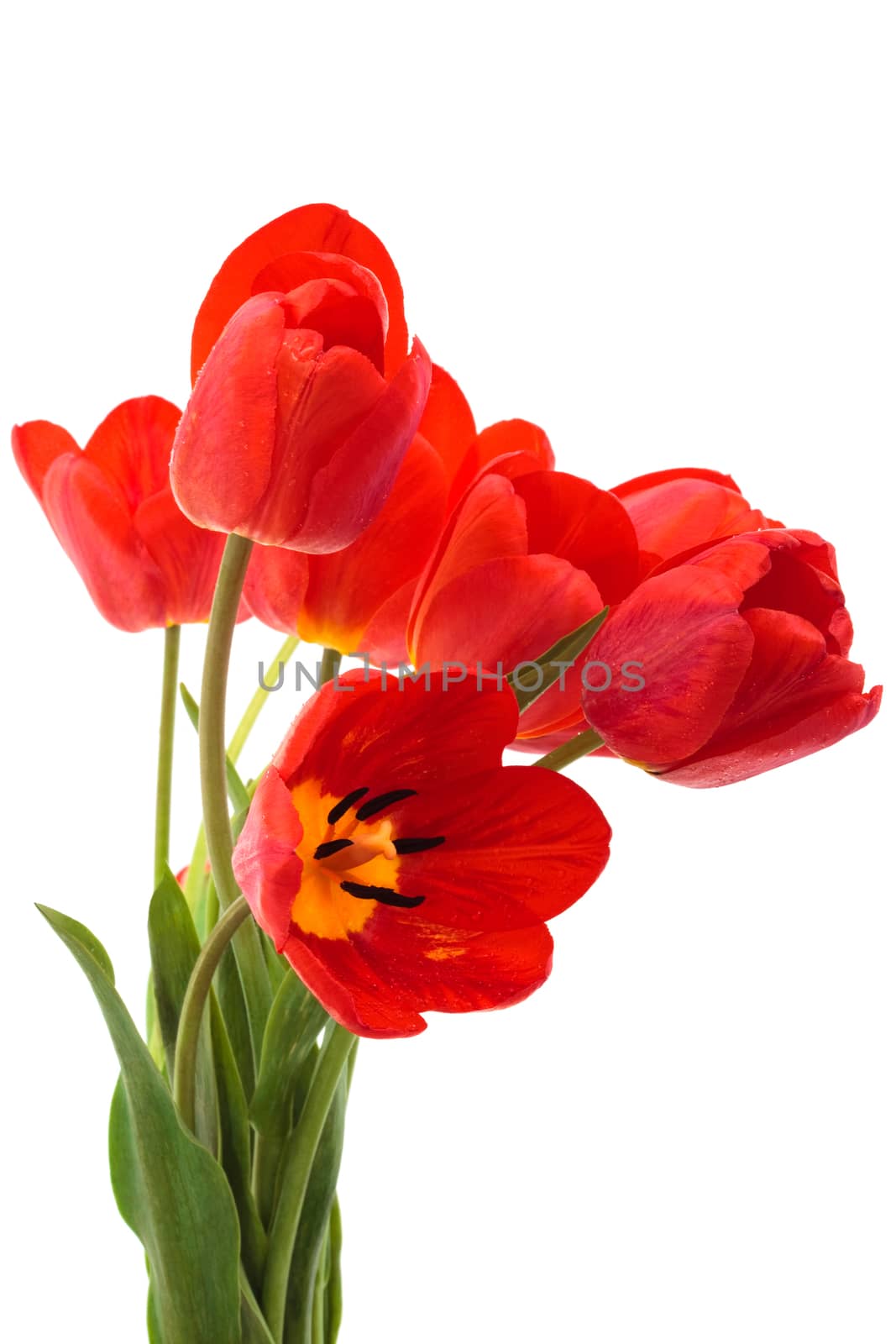 beautiful bouquet of tulips on a white background