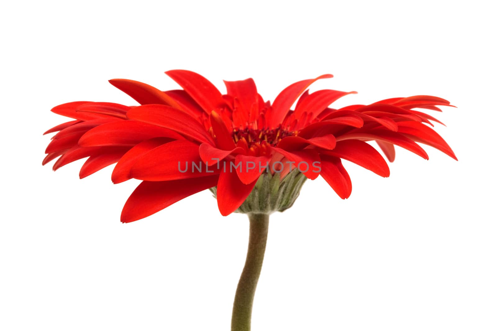 Beautiful red gerber on a white background