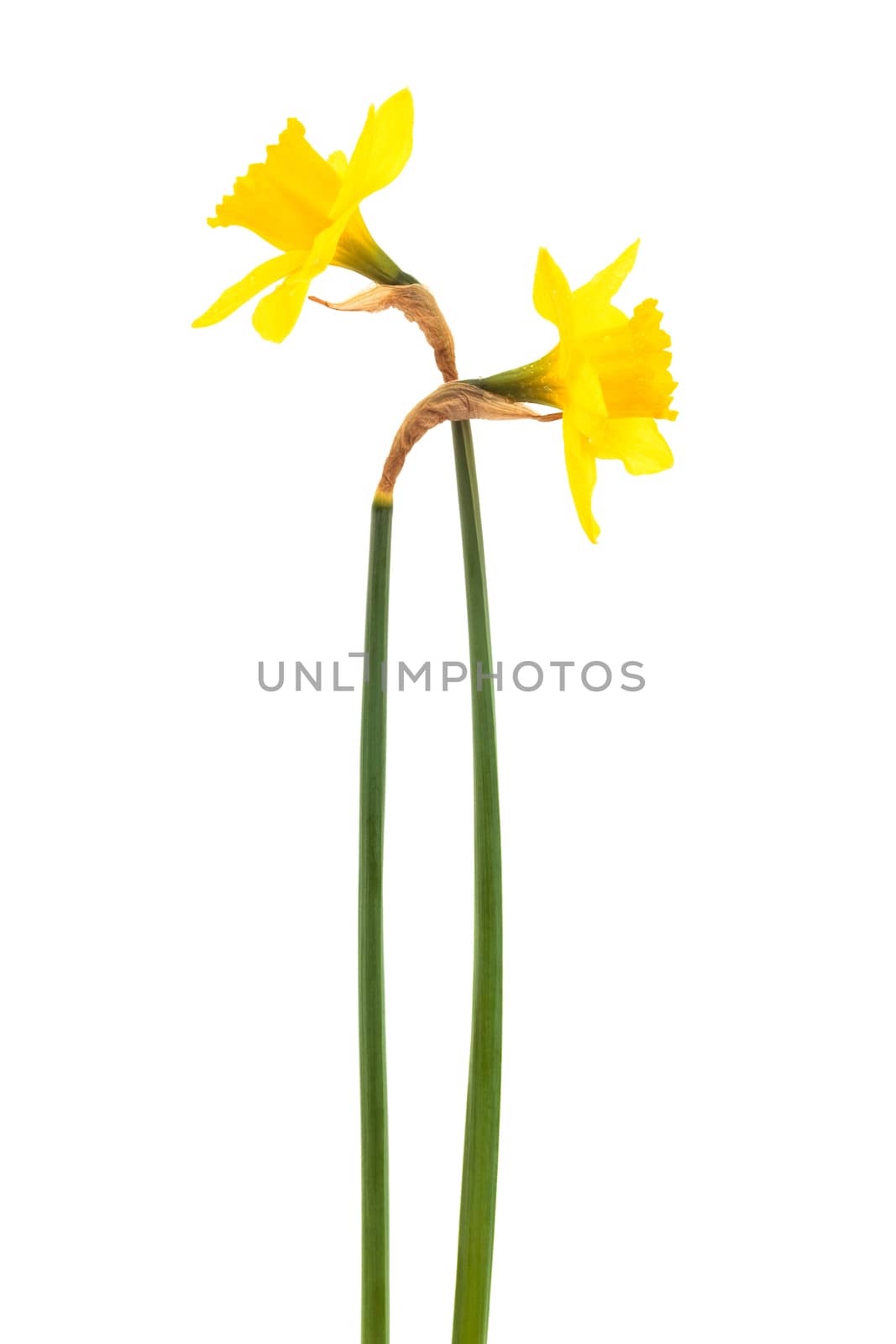 Beautiful two narcissus on a white background