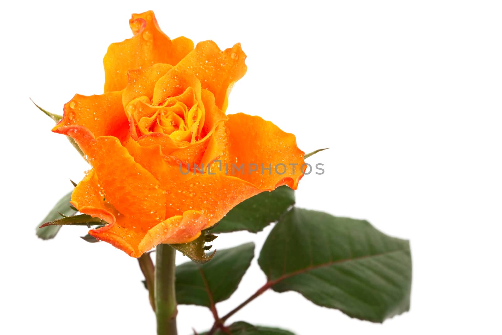 Beautiful orange rose on a white background