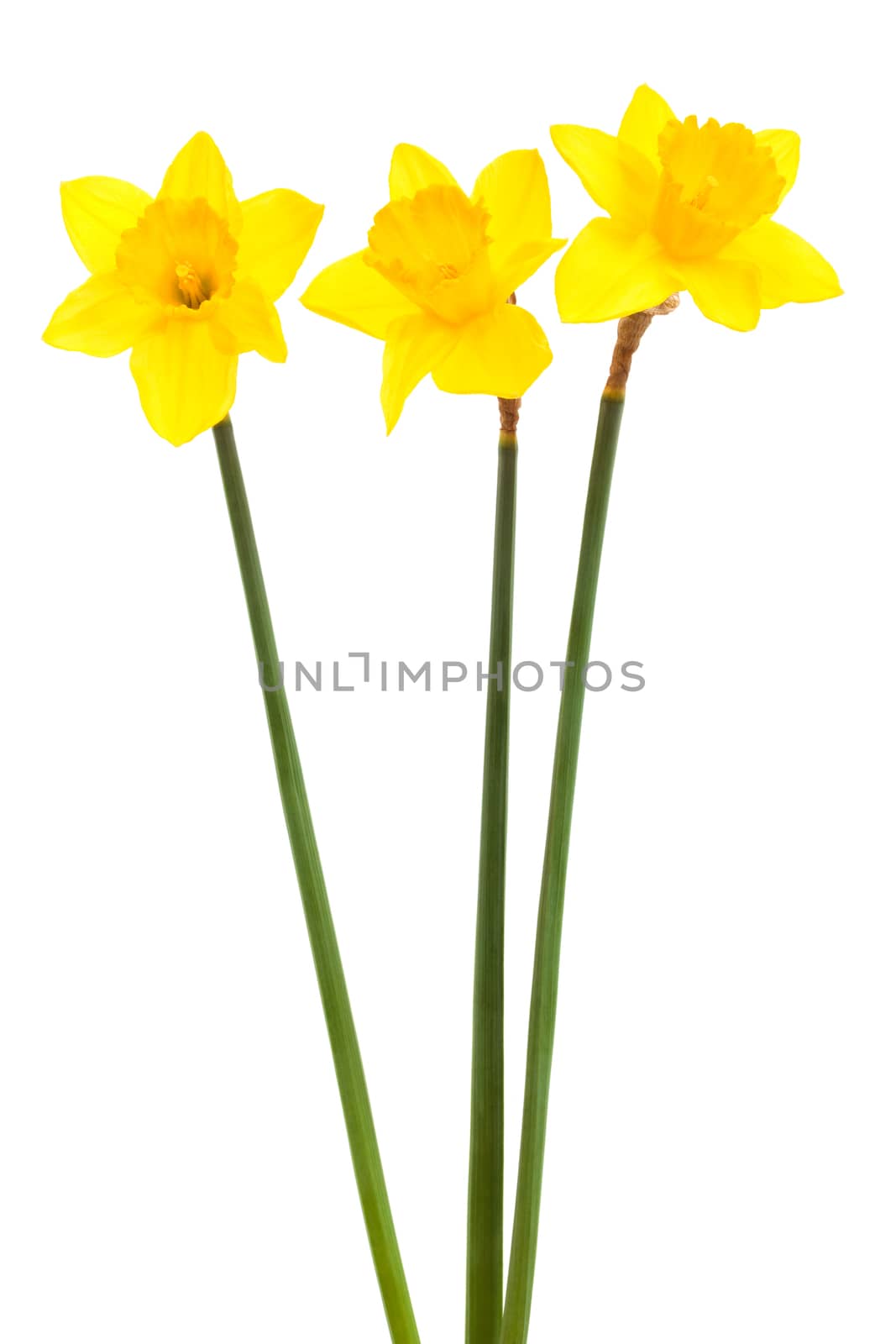 three yellow narcissus on a white background