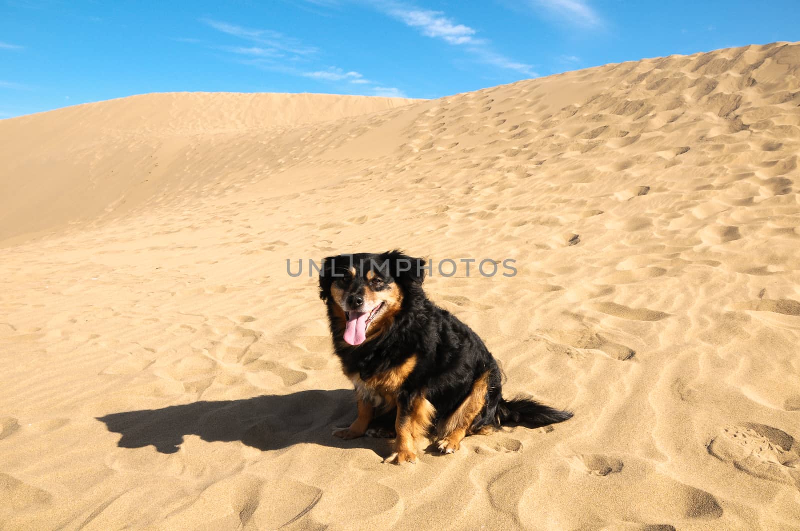 African European Sand Dune Desert and Dog Landscape in Gran Canaria Island Spain