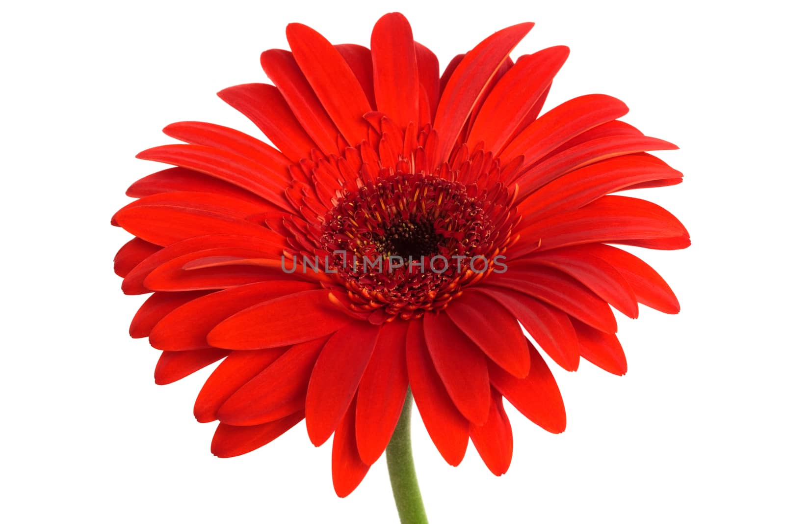 Beautiful red gerber on a white background