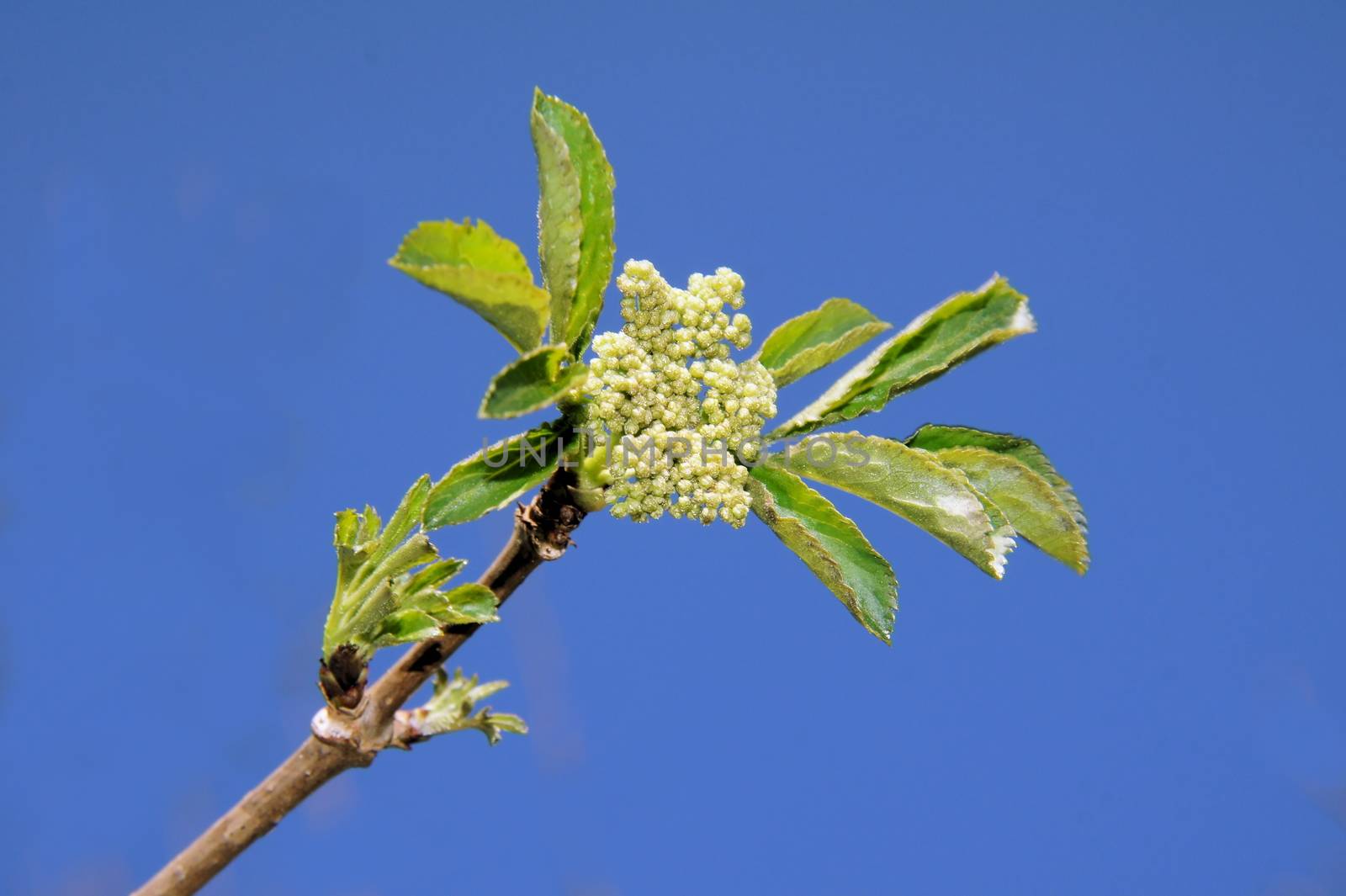 green Elderberry flower bud close-up