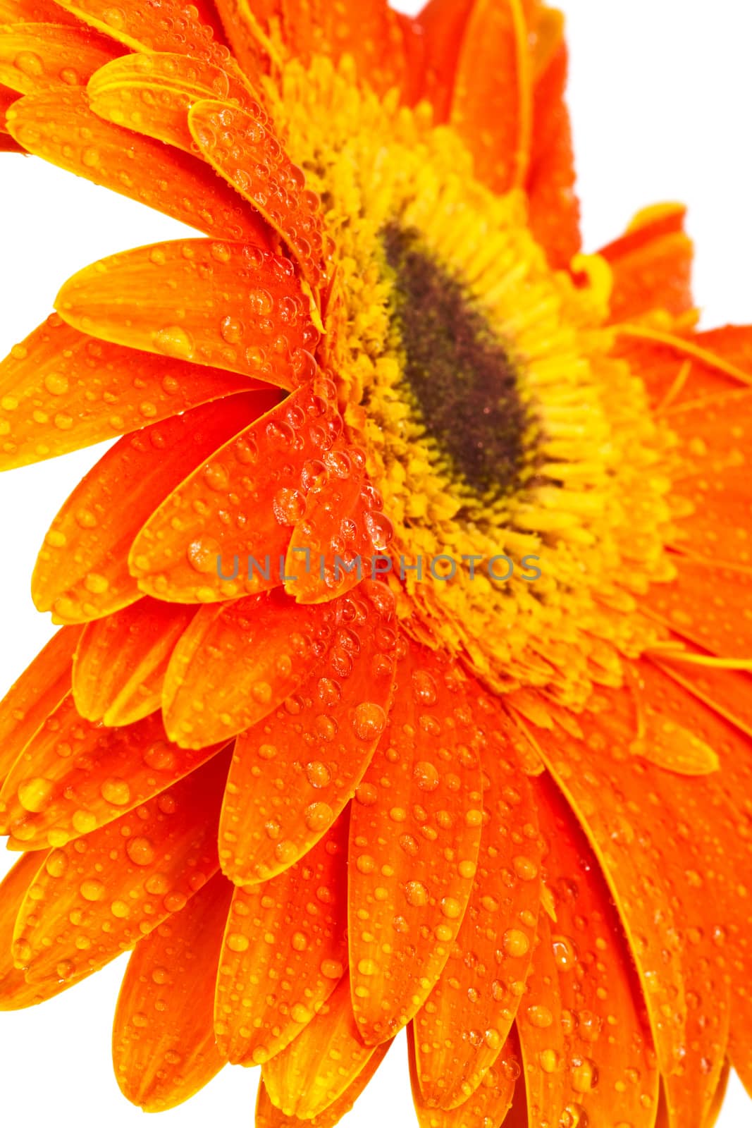 Beautiful orange gerber on a white background
