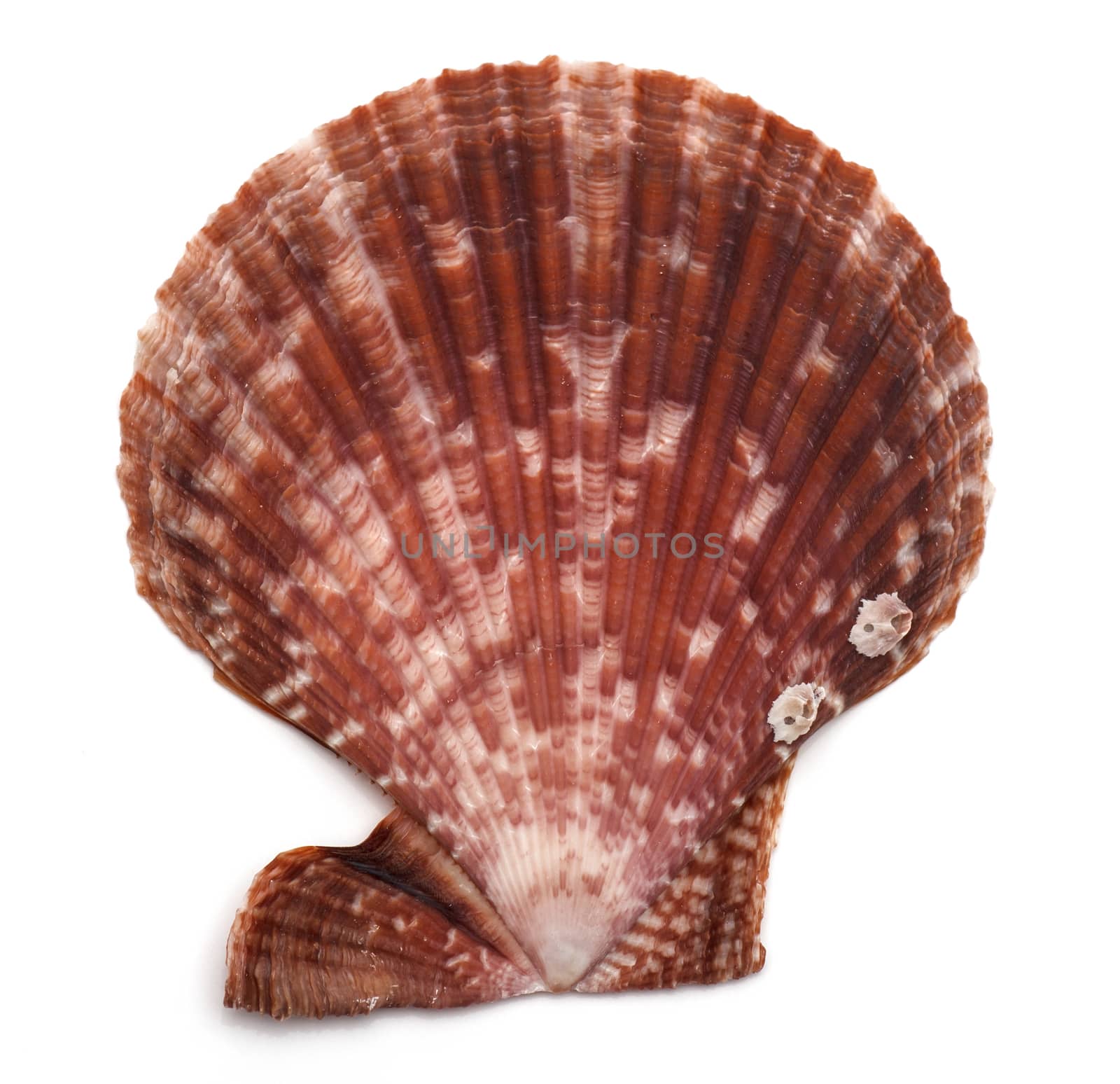 close up of a seashell on white background