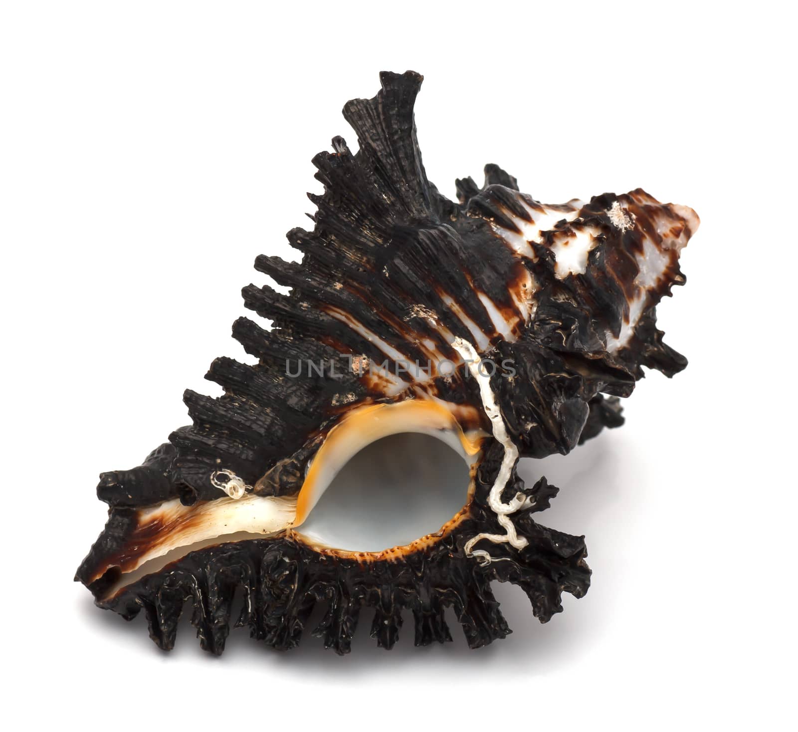 close up of a seashell on white background