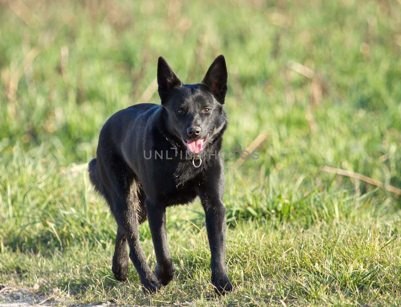 One schipperke black dog running to photographer in green grass
