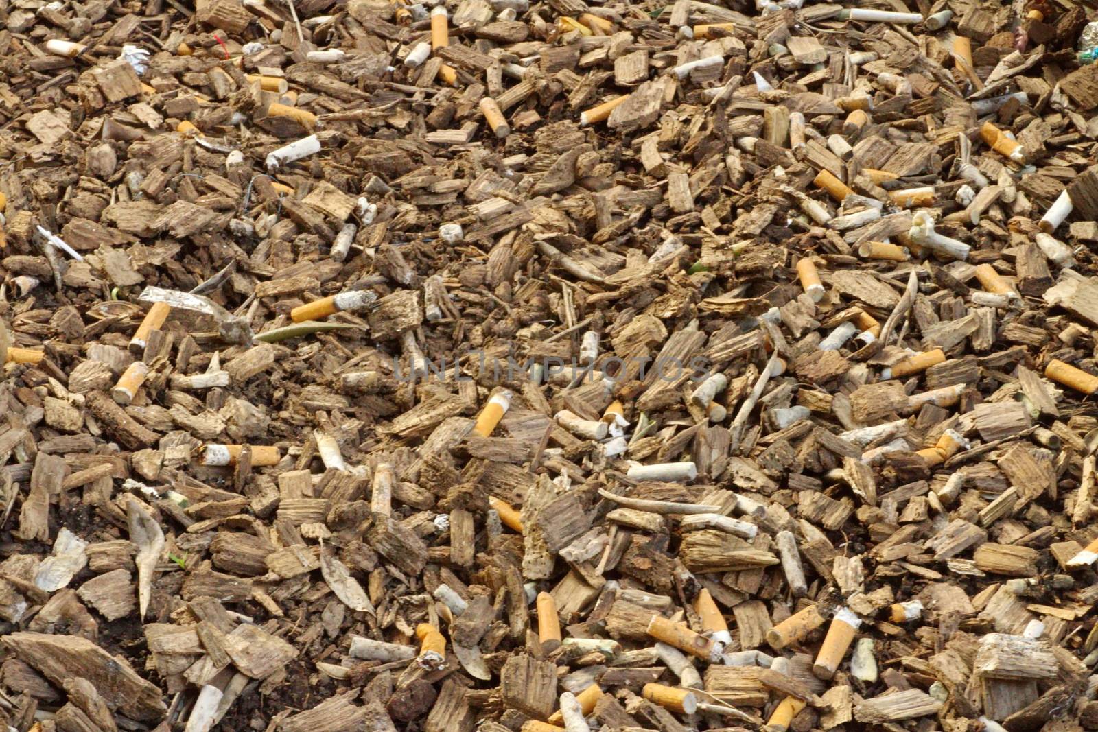 Many cigarette butts among lots of wood chip