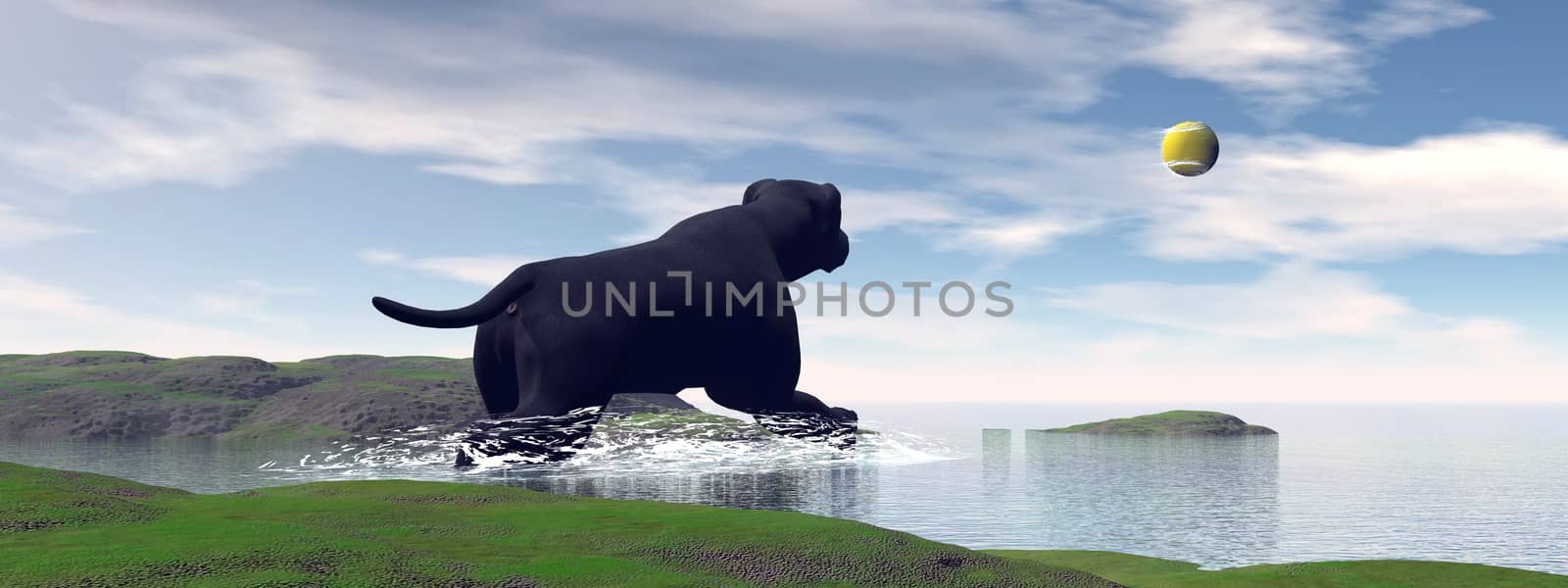 Beautiful black labrador running in water to a tennis ball