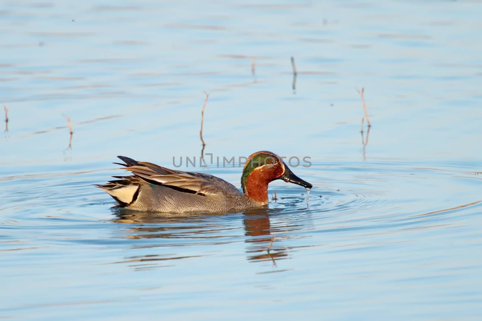 Eurasian (or common) teal duck in the pond by Elenaphotos21