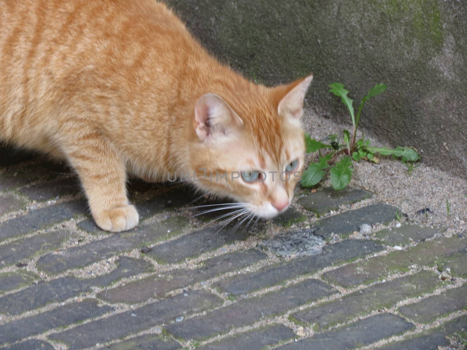 a cute red or orange tabby cat