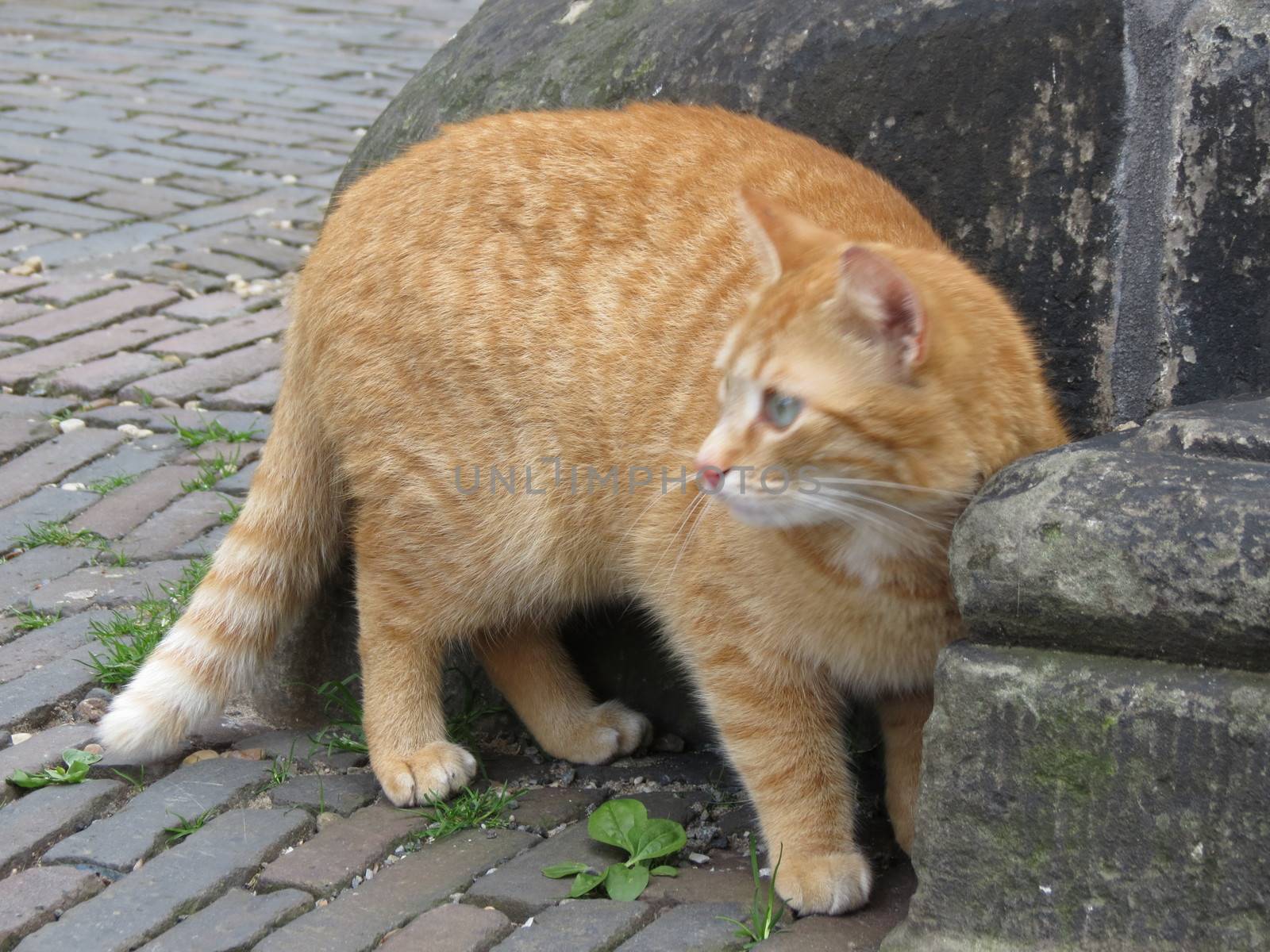 a cute red or orange tabby cat