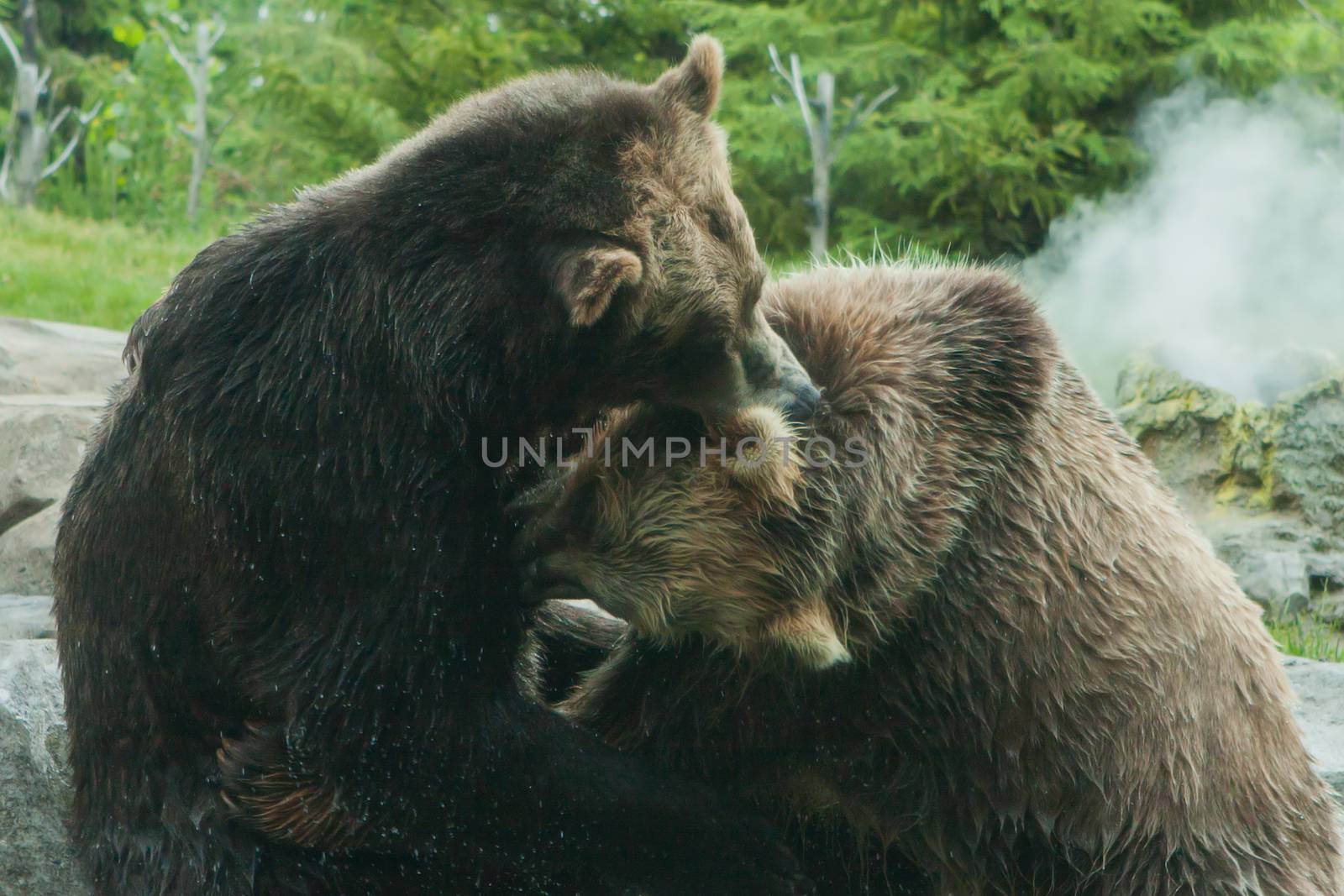 Two Grizzly (Brown) Bears Fighting and playing