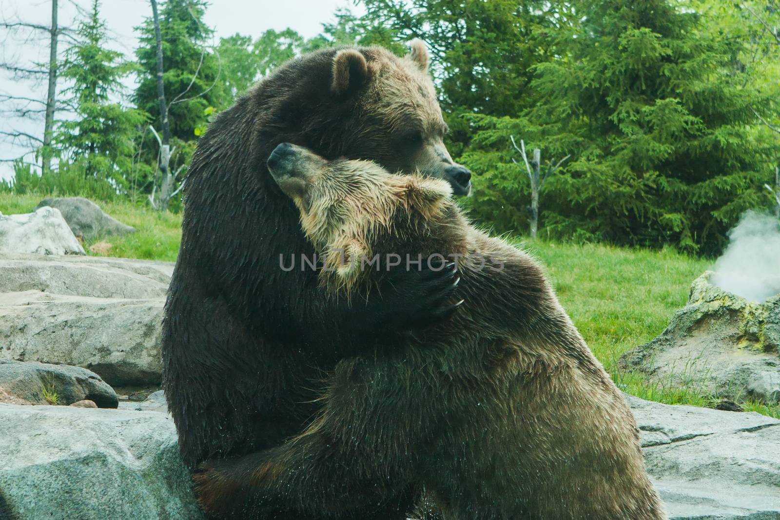 Two Grizzly (Brown) Bears Fighting and playing