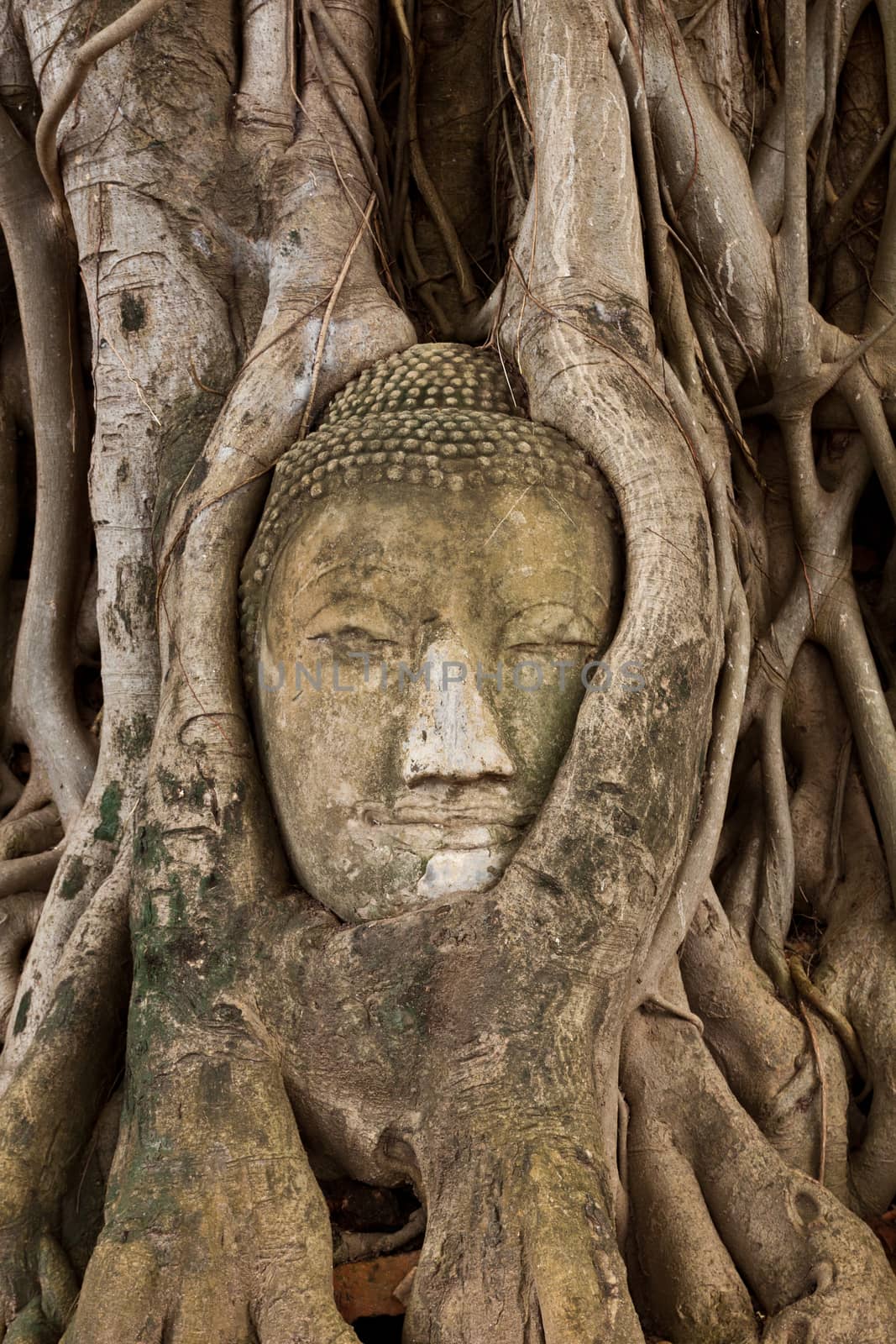 buddha's head in the tree