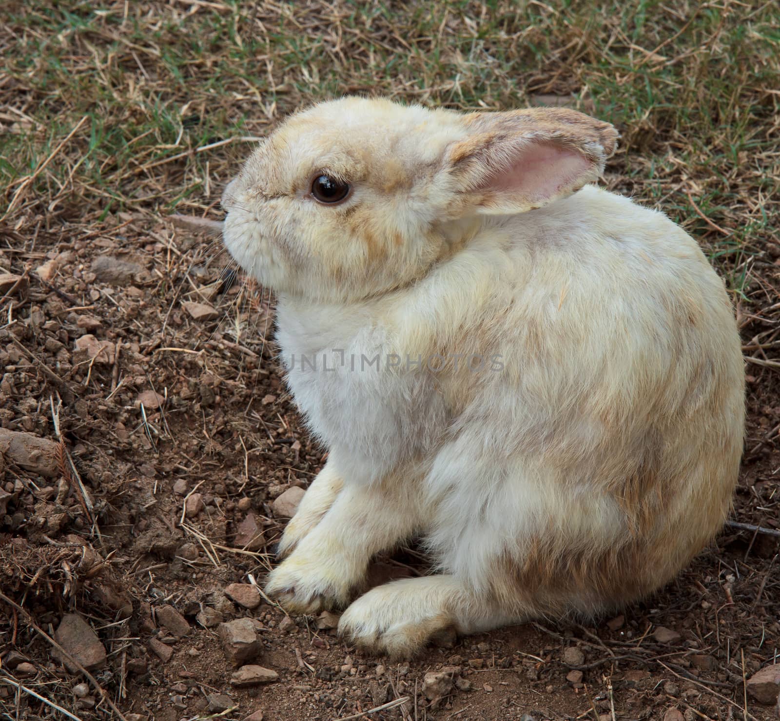 brown rabbit