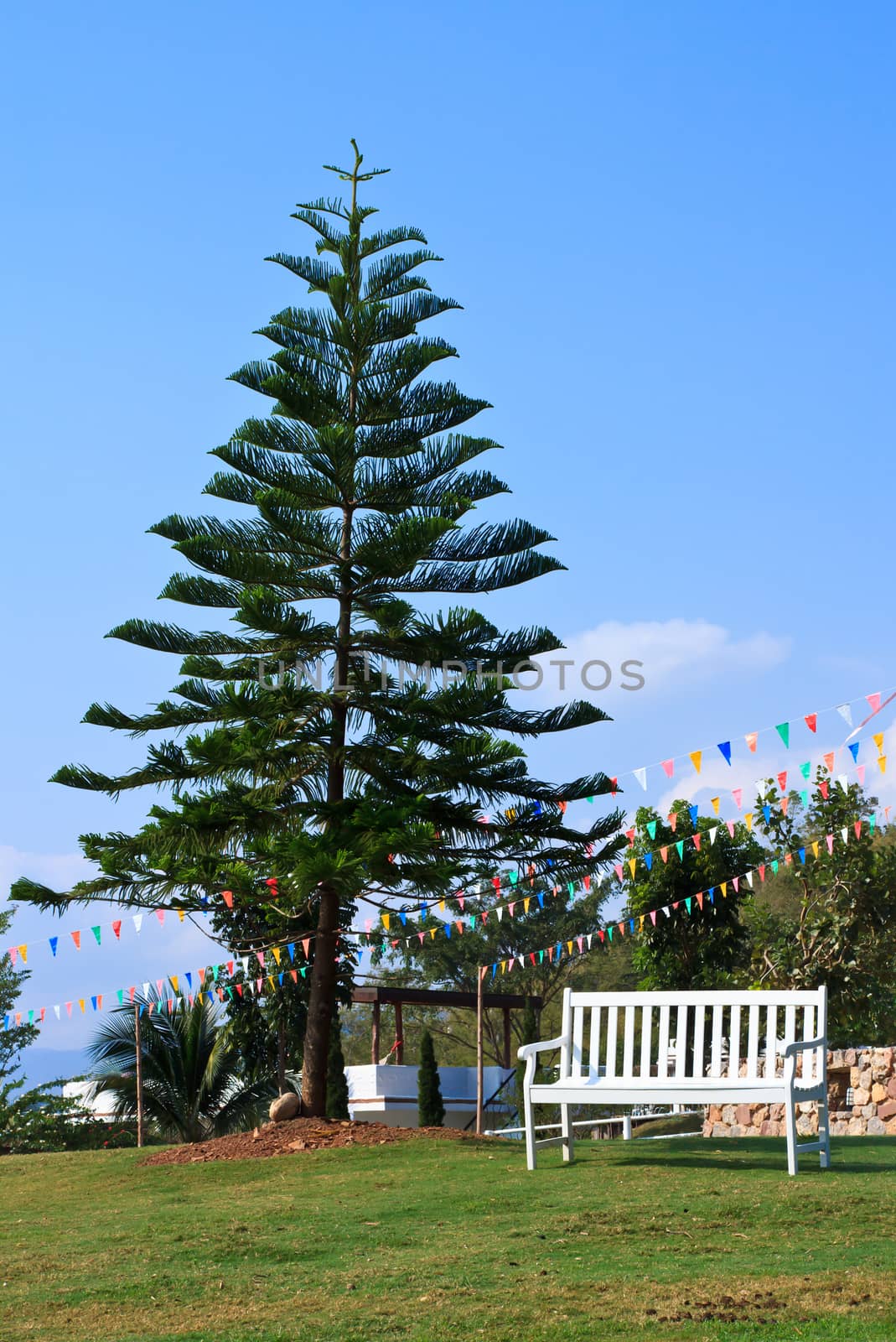 pine tree with white chair