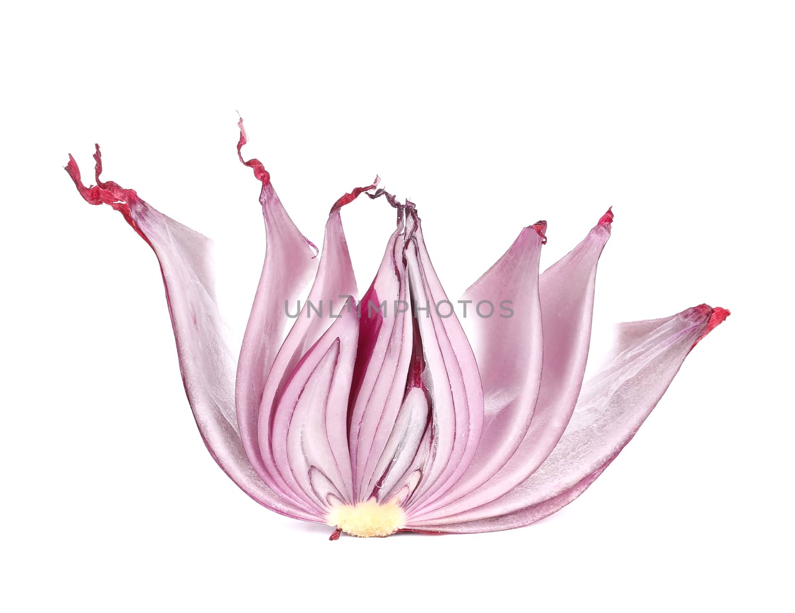 Sliced of red onion. Isolated on a white background.