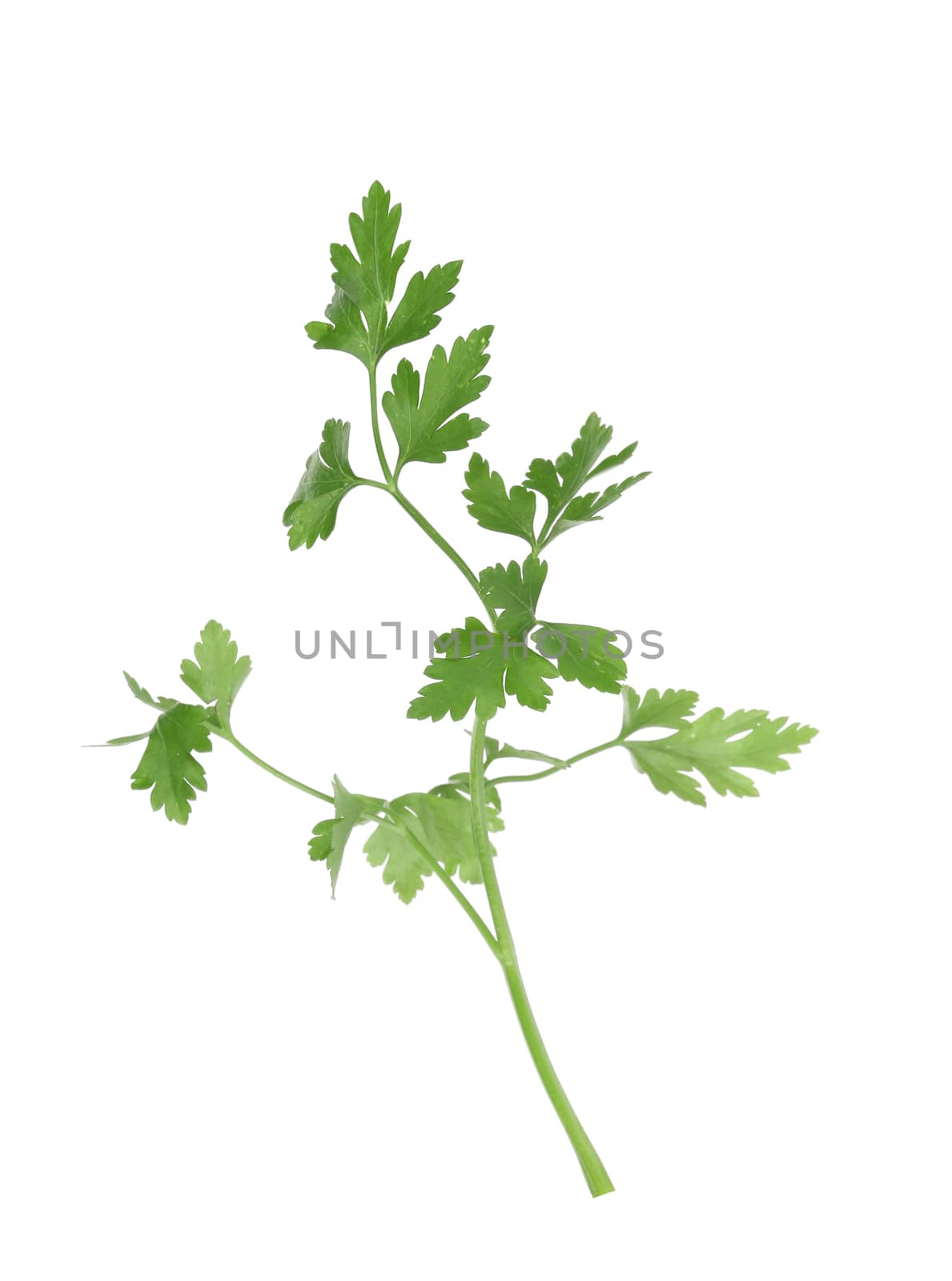 Branch of parsley. Isolated on a white background.