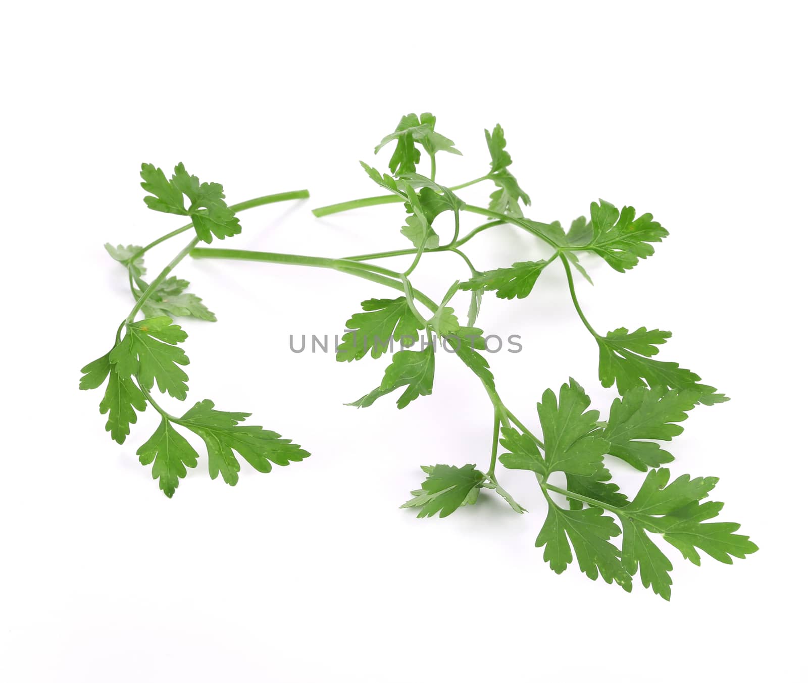 Several branch of parsley. Isolated on a white background.