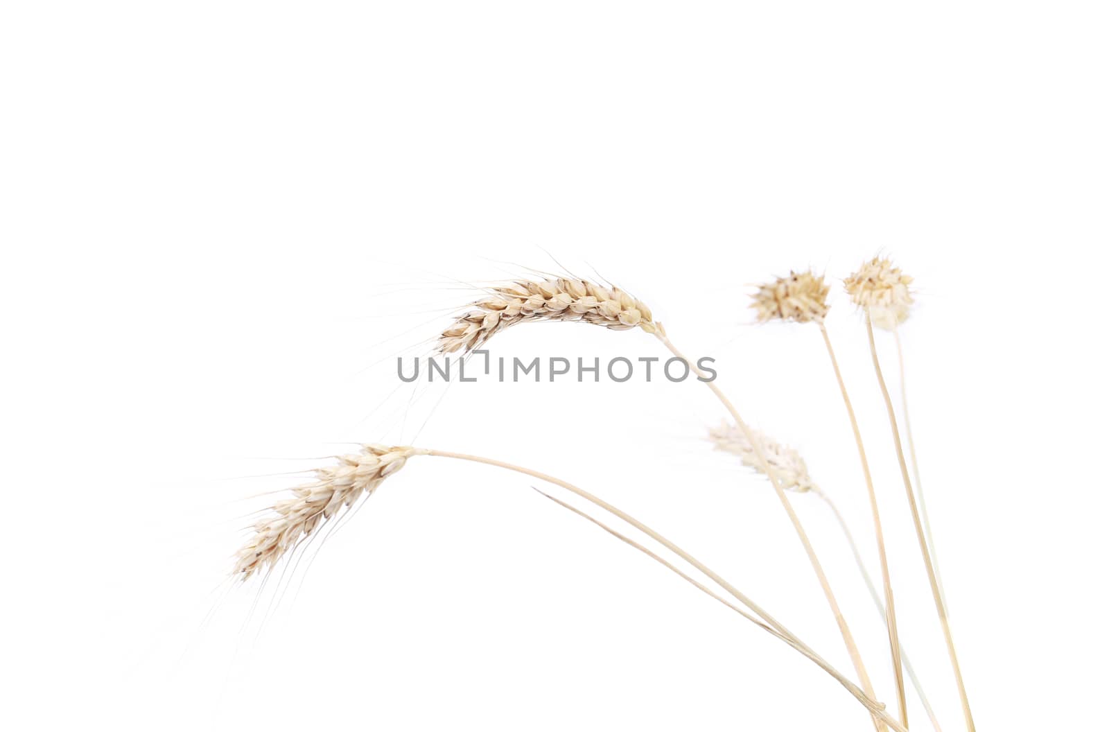 Wheat ears after the harvest. Isolated on a white background.