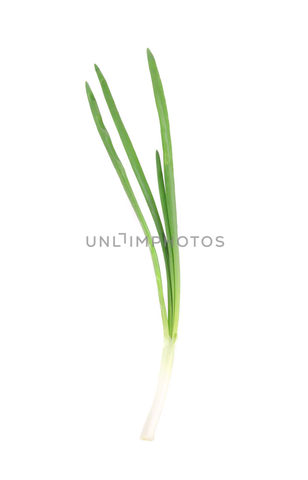 Fresh green onion. Isolated on a white background.