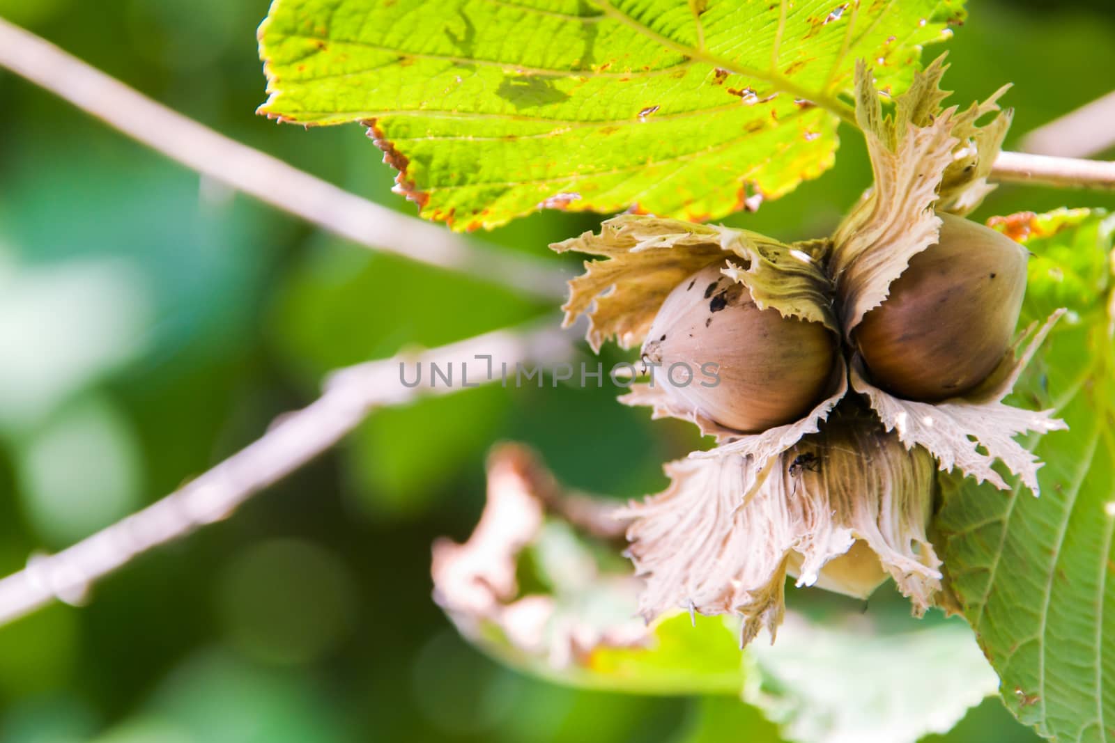 Fresh hazelnuts on tree by rosariomanzo
