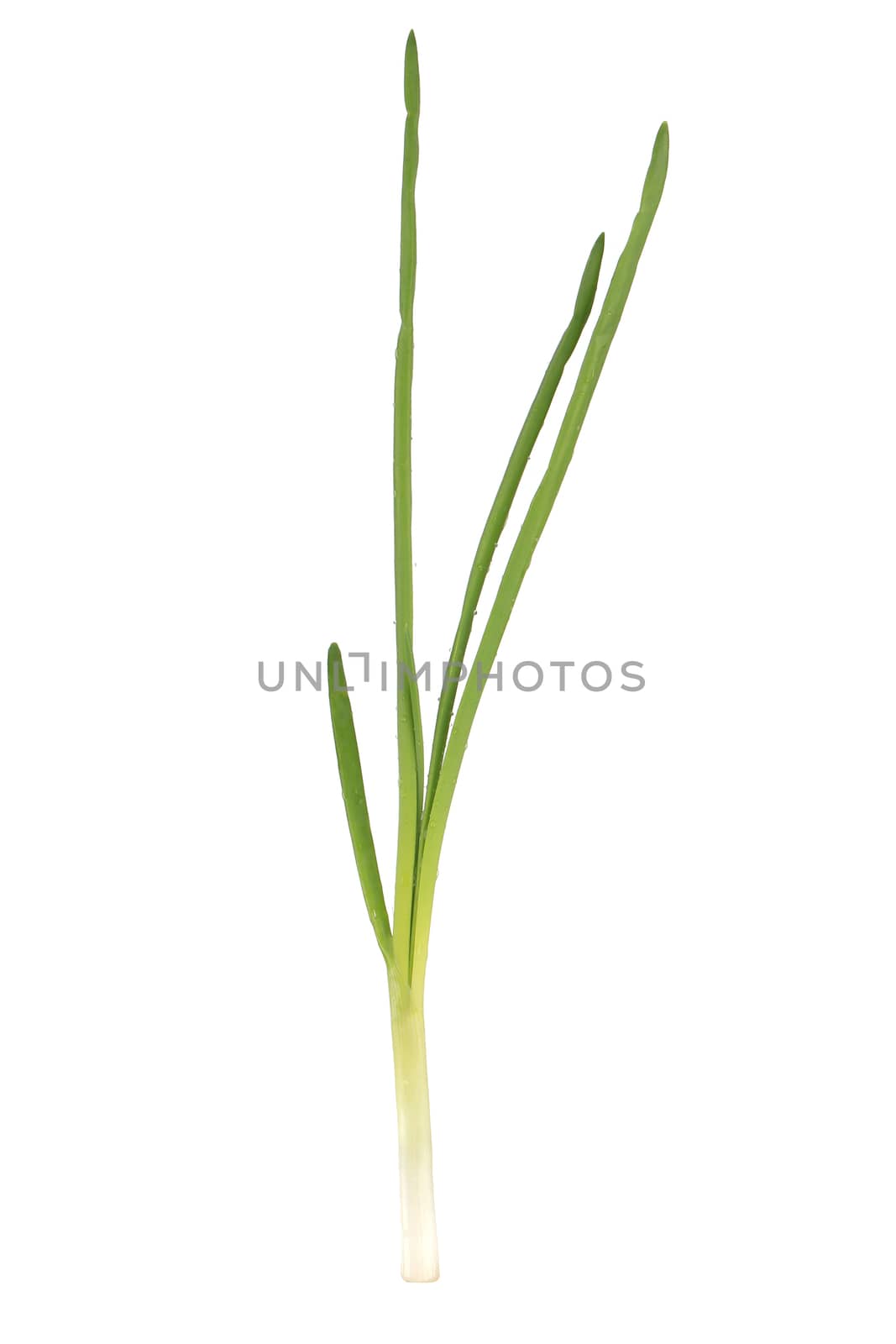 Fresh green onion. by indigolotos