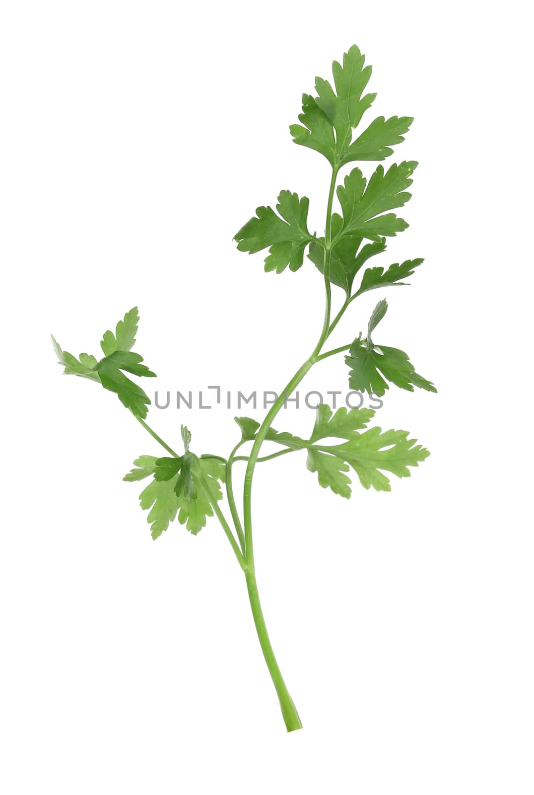 Parsley on a white background. Isolated on a white background.
