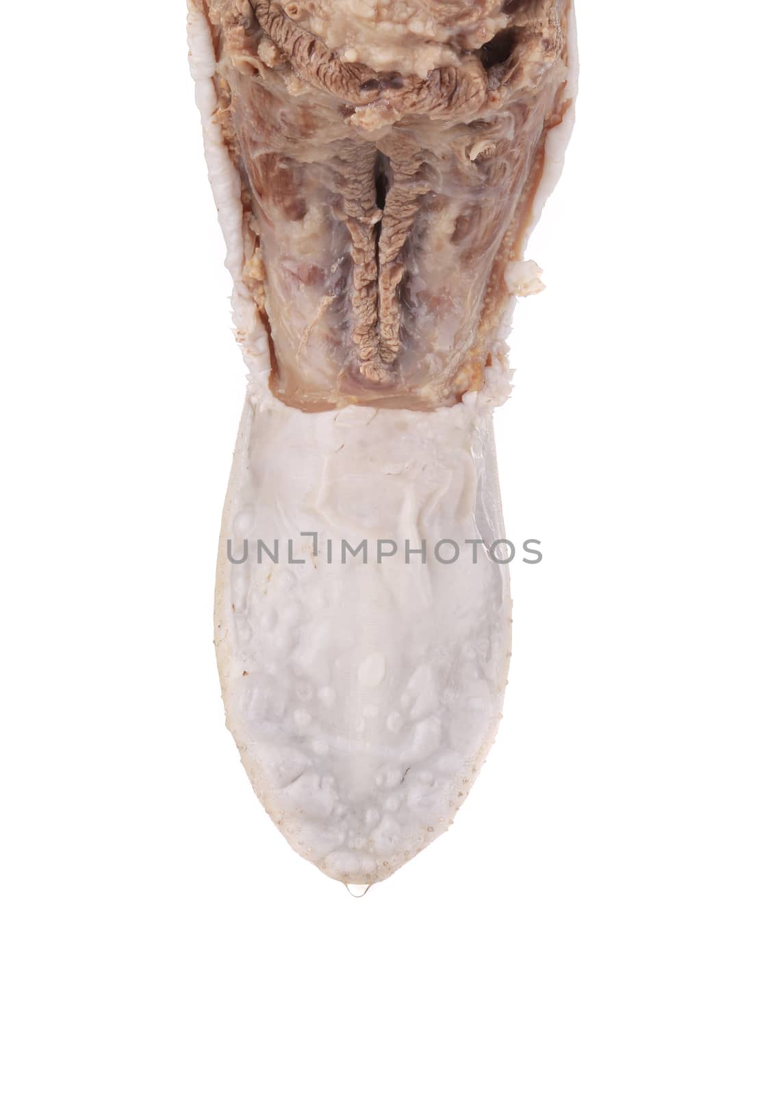 Raw beef tongue. Top view. Isolated on a white background.