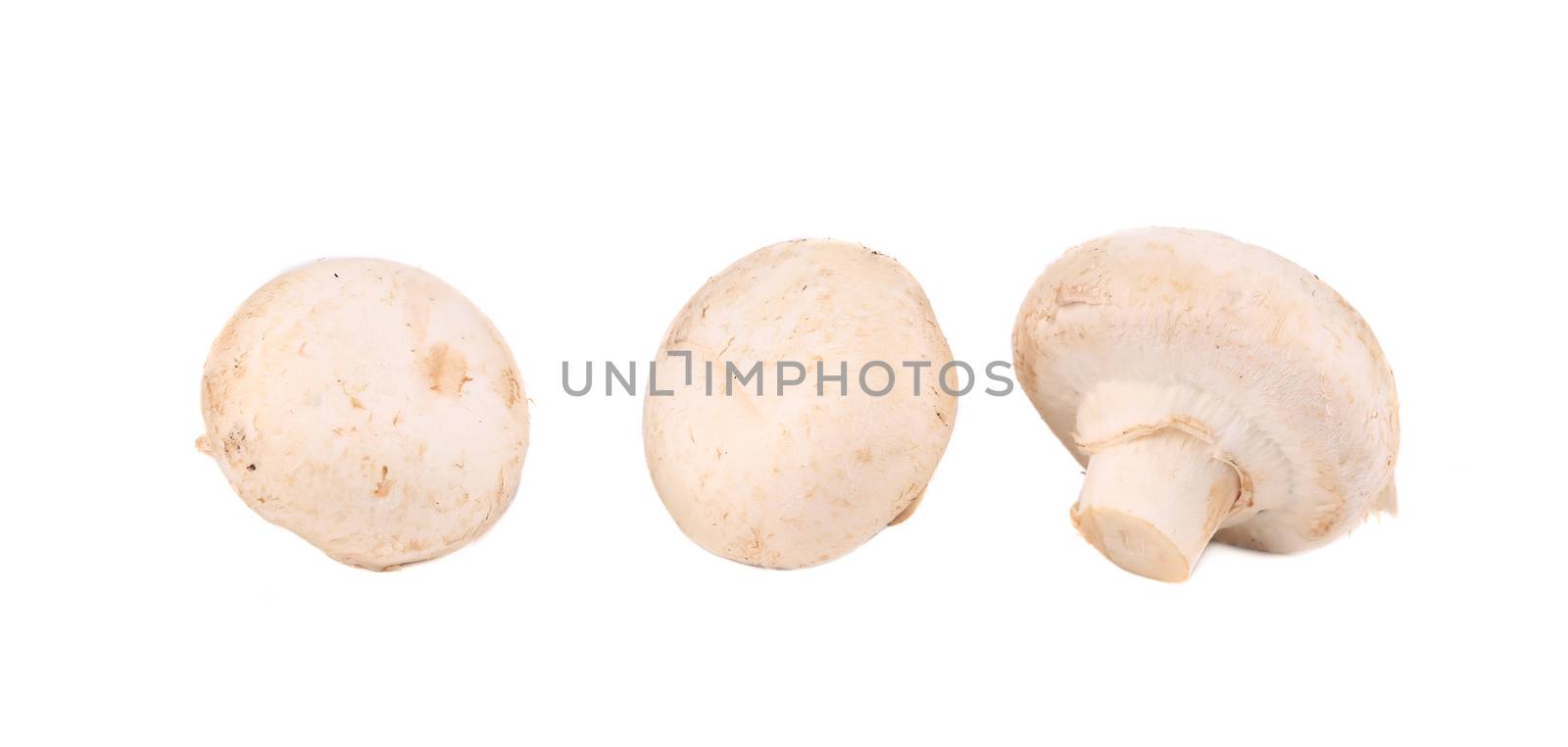 White mushrooms in row close up. Isolated on a white background.