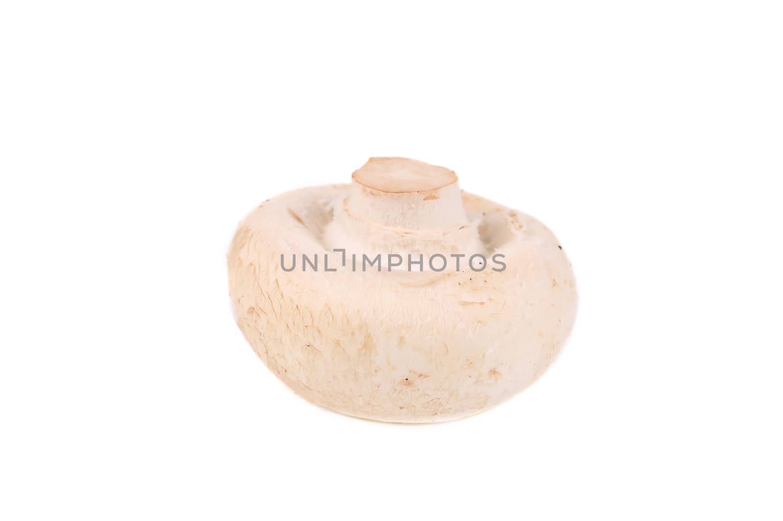 White mushroom close up. Isolated on a white background.