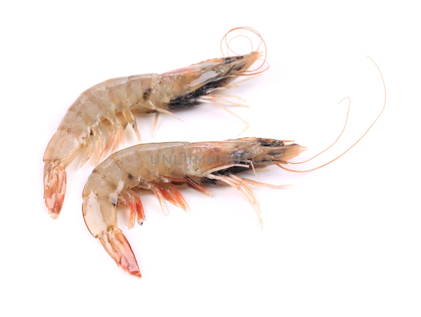 Two raw shrimps. Isolated on a white background.