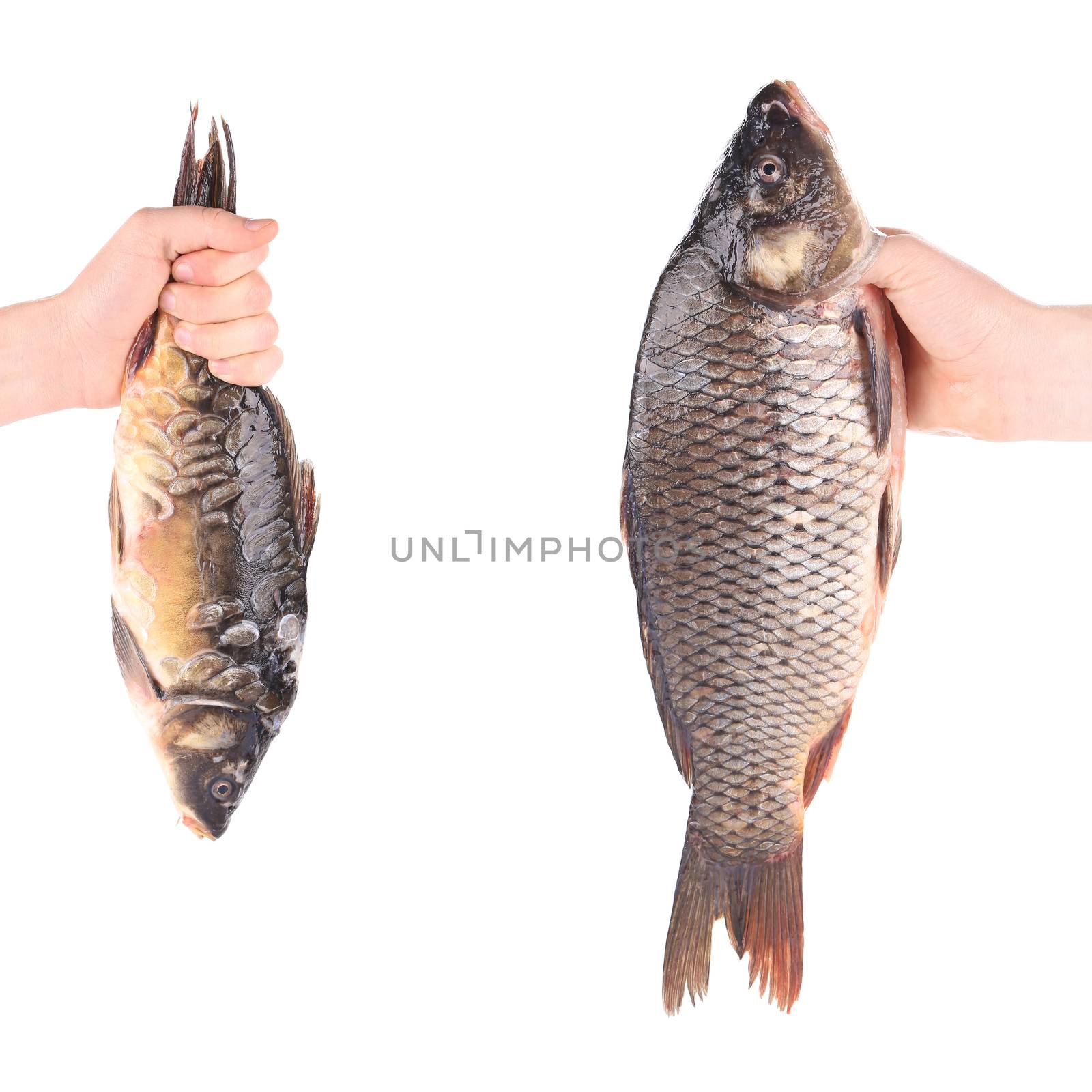 Hands with fish. Isolated on a white background.