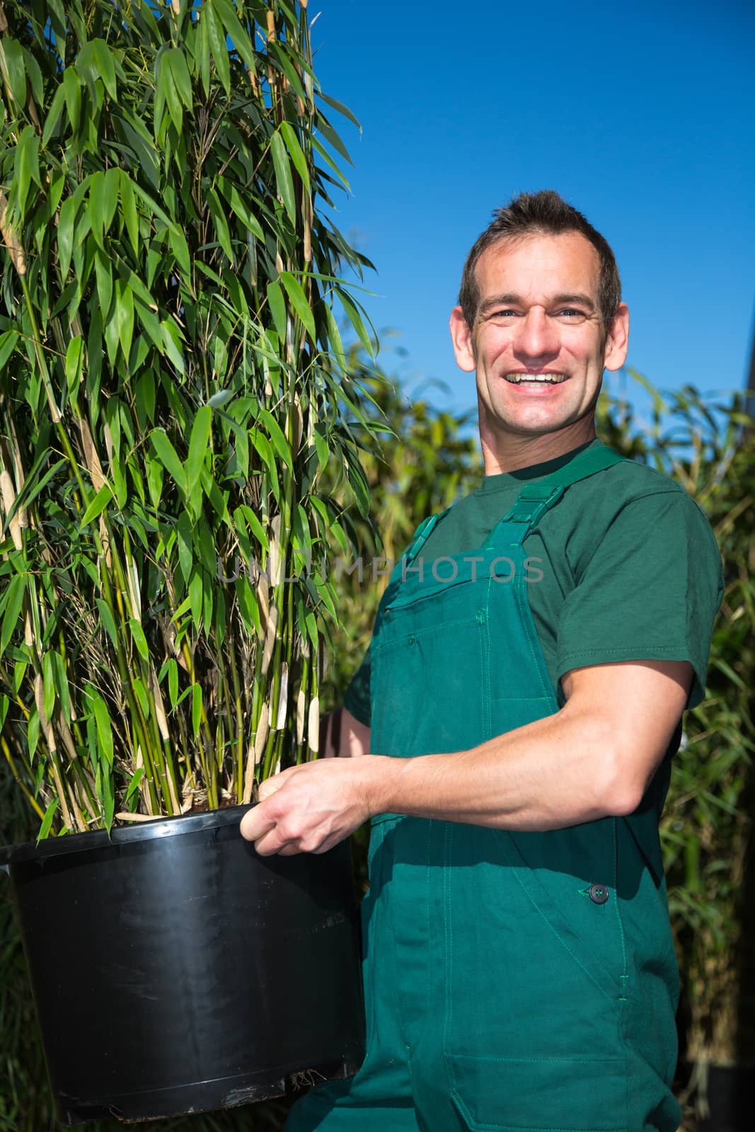 Gardener posing with potted bamboo plant at nursery by ikonoklast_fotografie